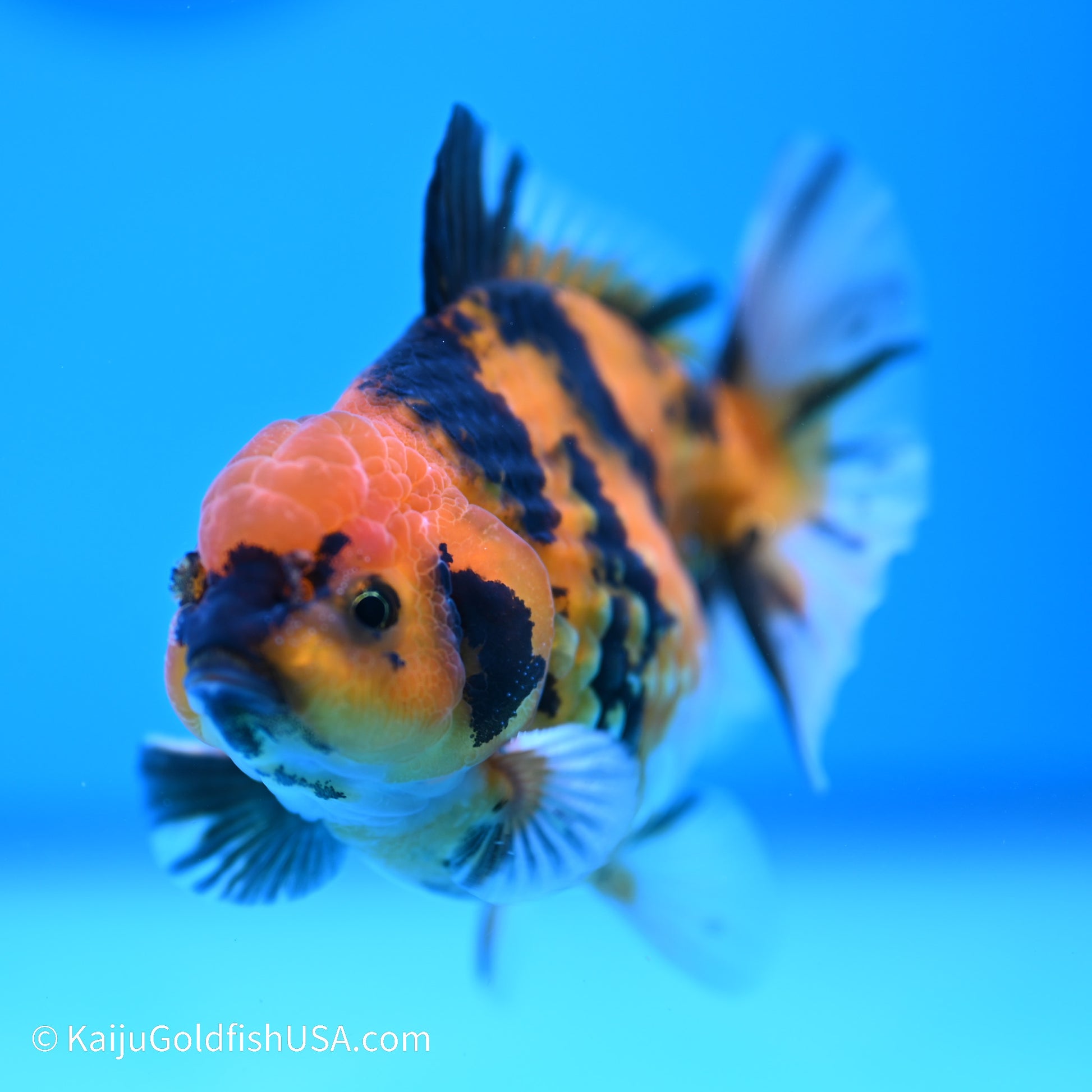 Yellow Tiger YuanBao Oranda 4 inches (240517_OR08) - Kaiju Goldfish USA