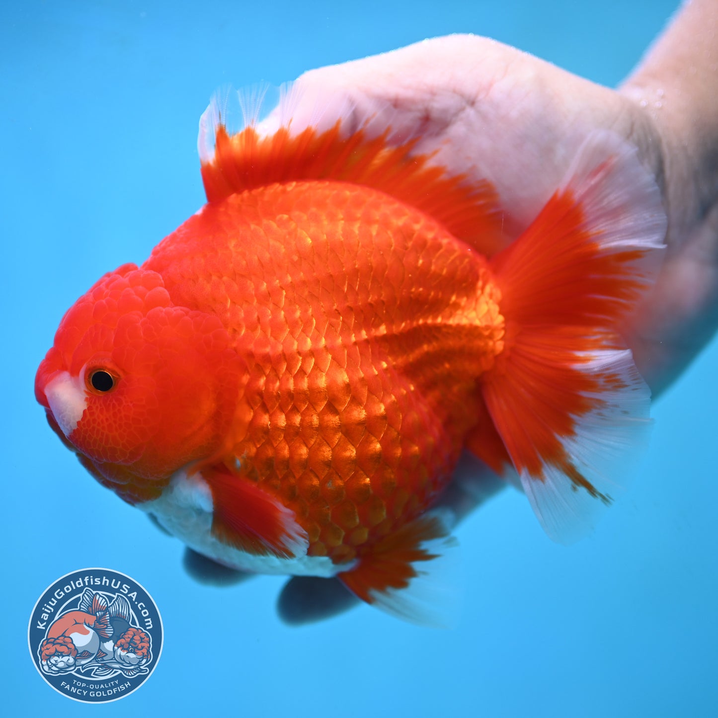Red White Oranda inch 4.25 Body (250905_OR08)