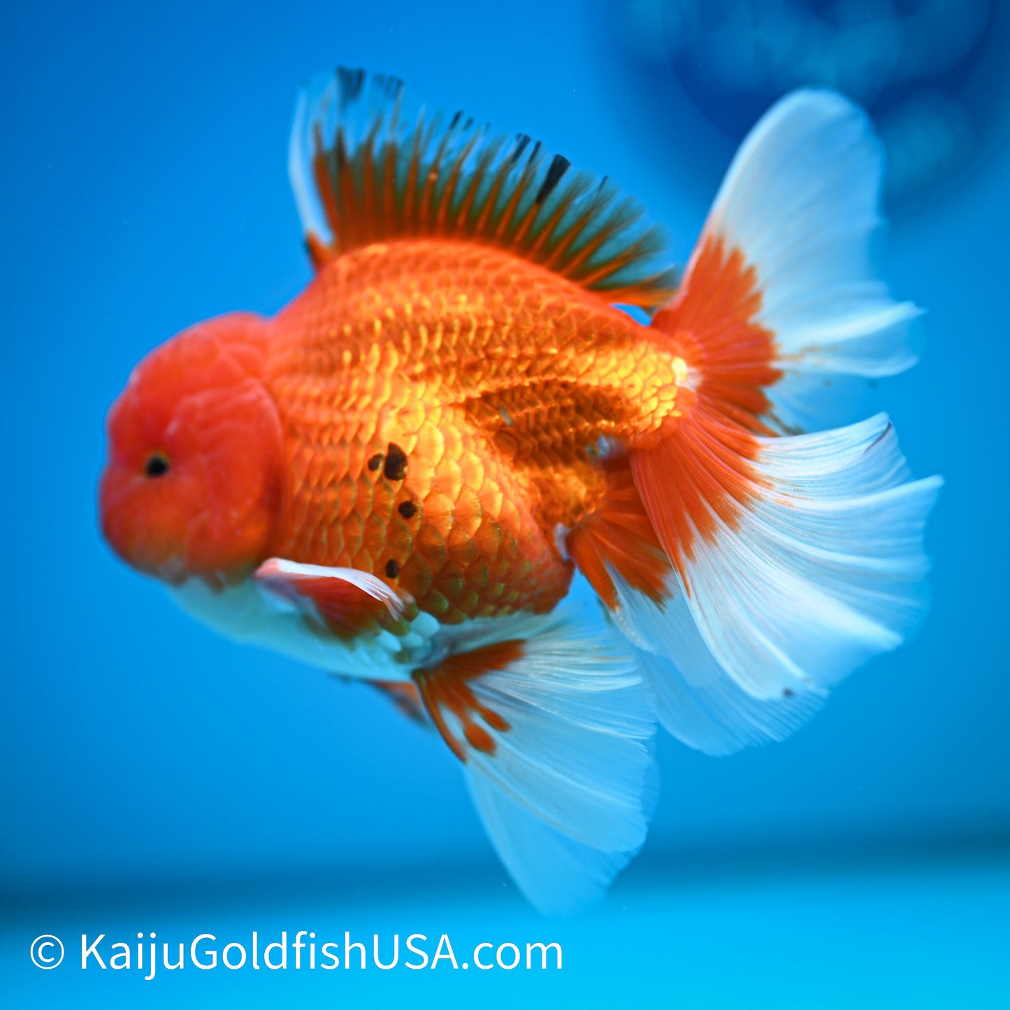 Rose Tail Red White Oranda 4-4.5 inches (240322_OR8) - Kaiju Goldfish USA