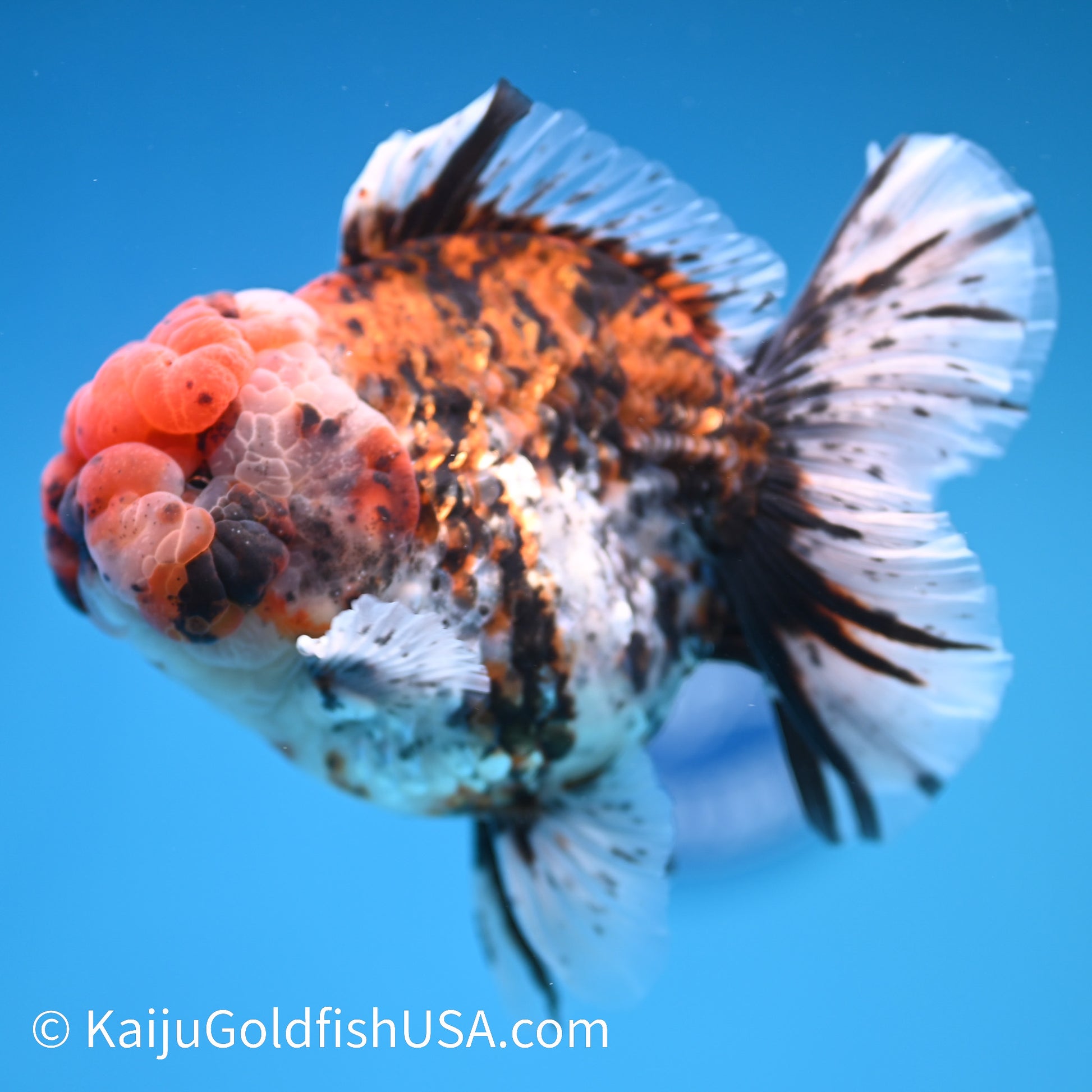 Tricolor Tiger Rose Tail YuanBao Oranda 4-4.5 inches (240308_OR08) - Kaiju Goldfish USA