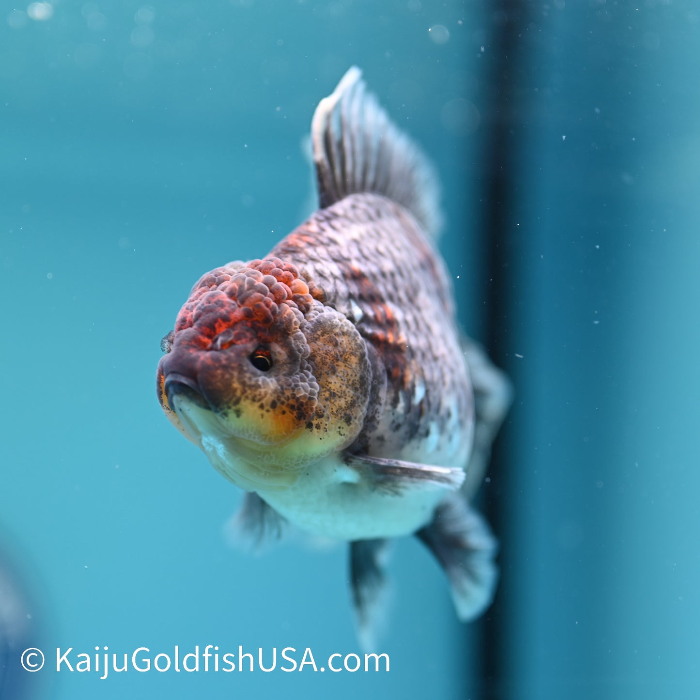 Kirin Rose Tail Oranda 5 inches (240405_OR08) - Kaiju Goldfish USA