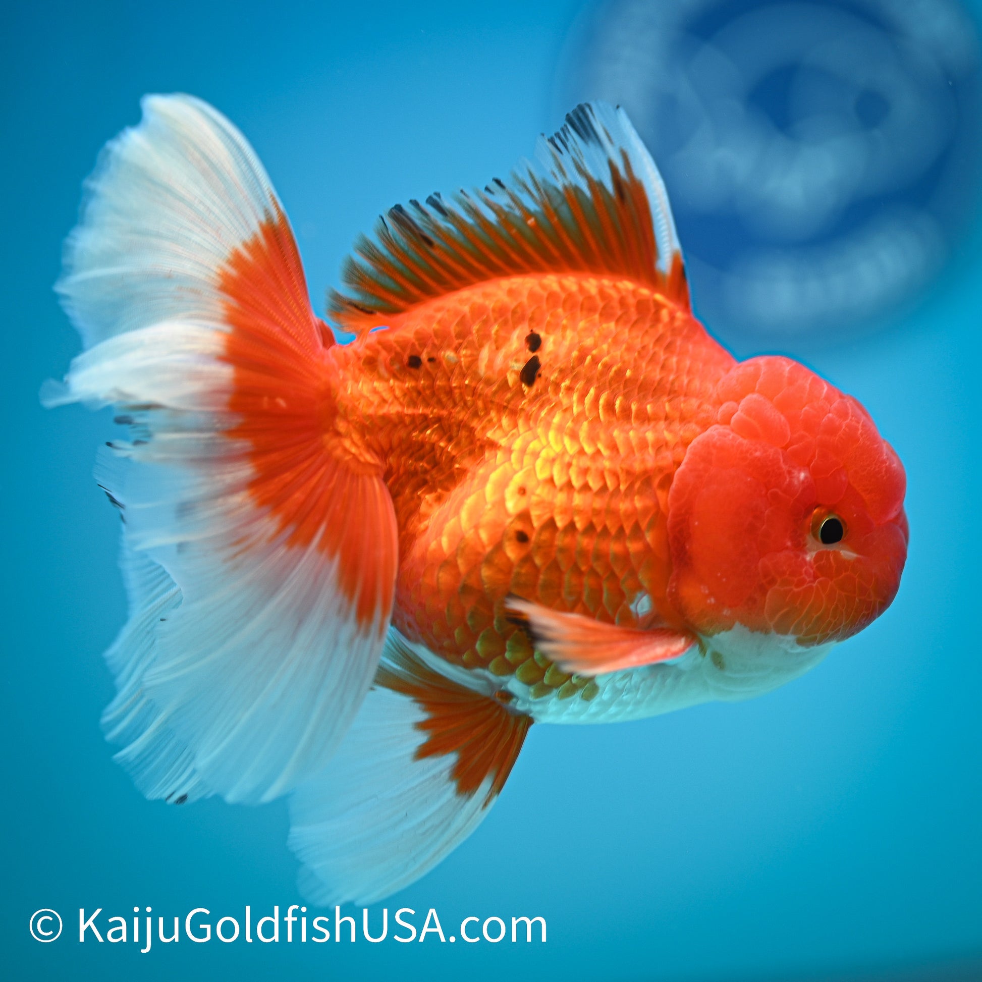 Rose Tail Red White Oranda 4-4.5 inches (240322_OR8) - Kaiju Goldfish USA