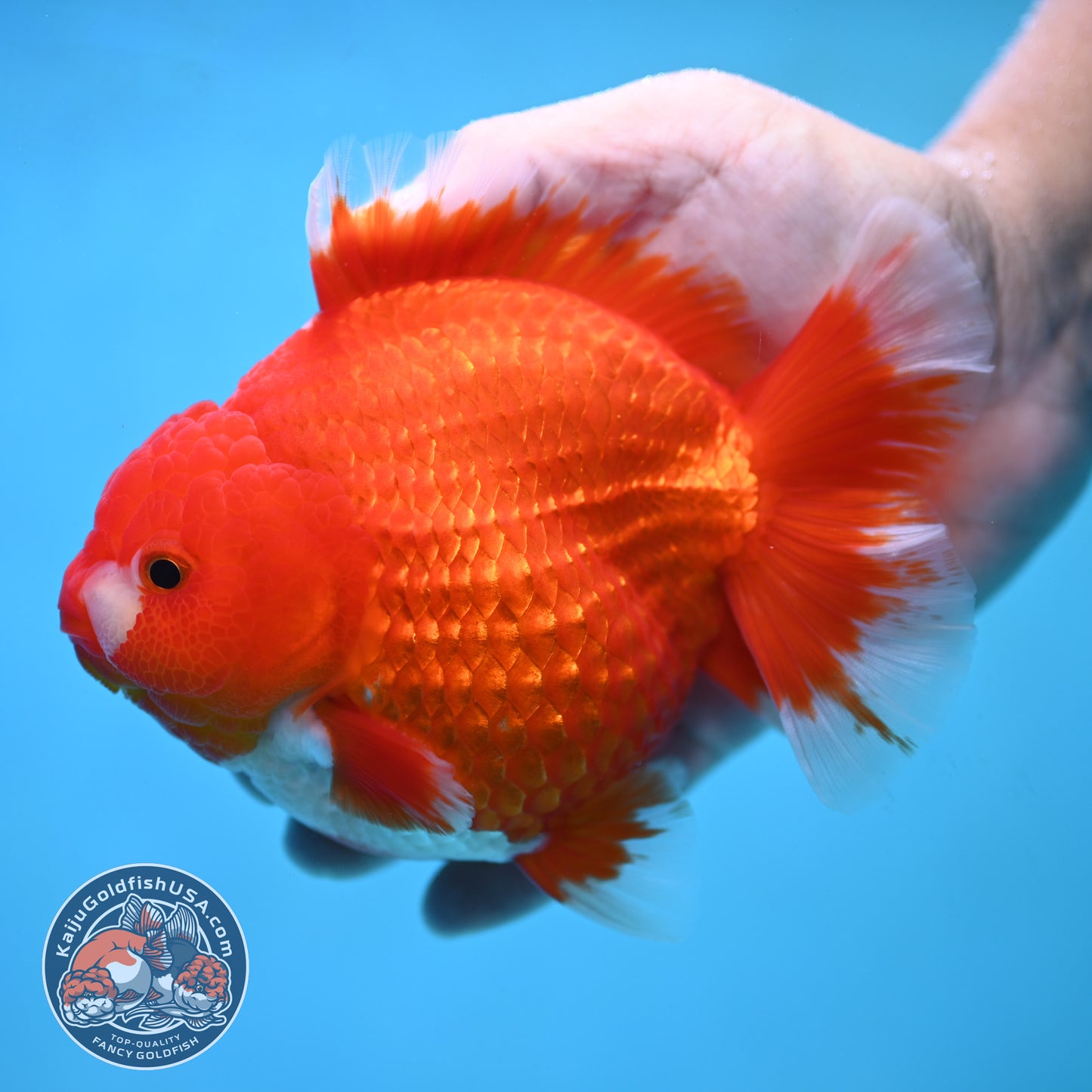 Red White Oranda inch 4.25 Body (250905_OR08)