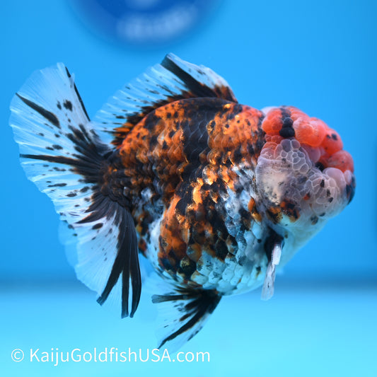 Tricolor Tiger Rose Tail YuanBao Oranda 4-4.5 inches (240308_OR08) - Kaiju Goldfish USA