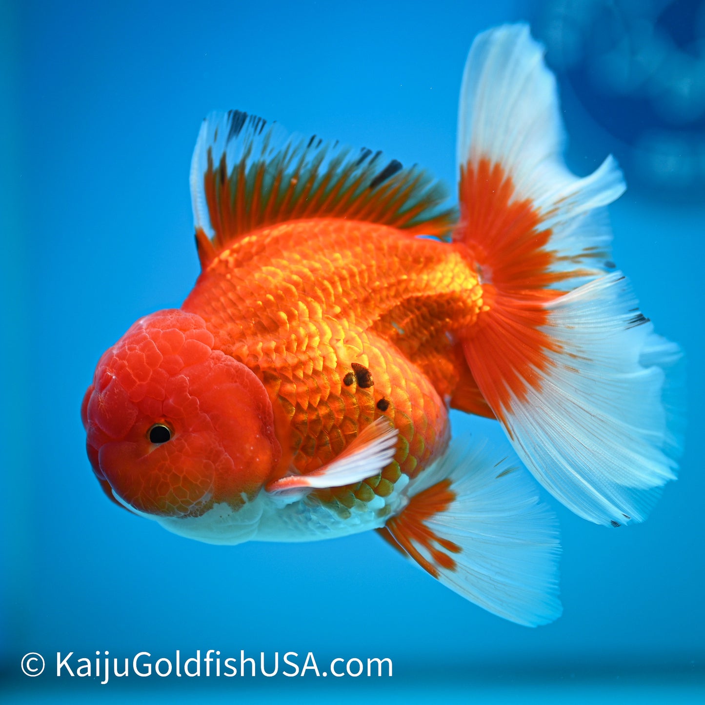 Rose Tail Red White Oranda 4-4.5 inches (240322_OR8) - Kaiju Goldfish USA