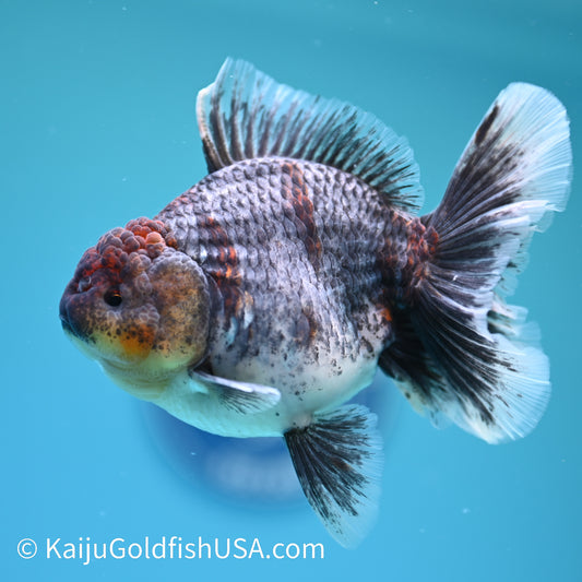 Kirin Rose Tail Oranda 5 inches (240405_OR08) - Kaiju Goldfish USA