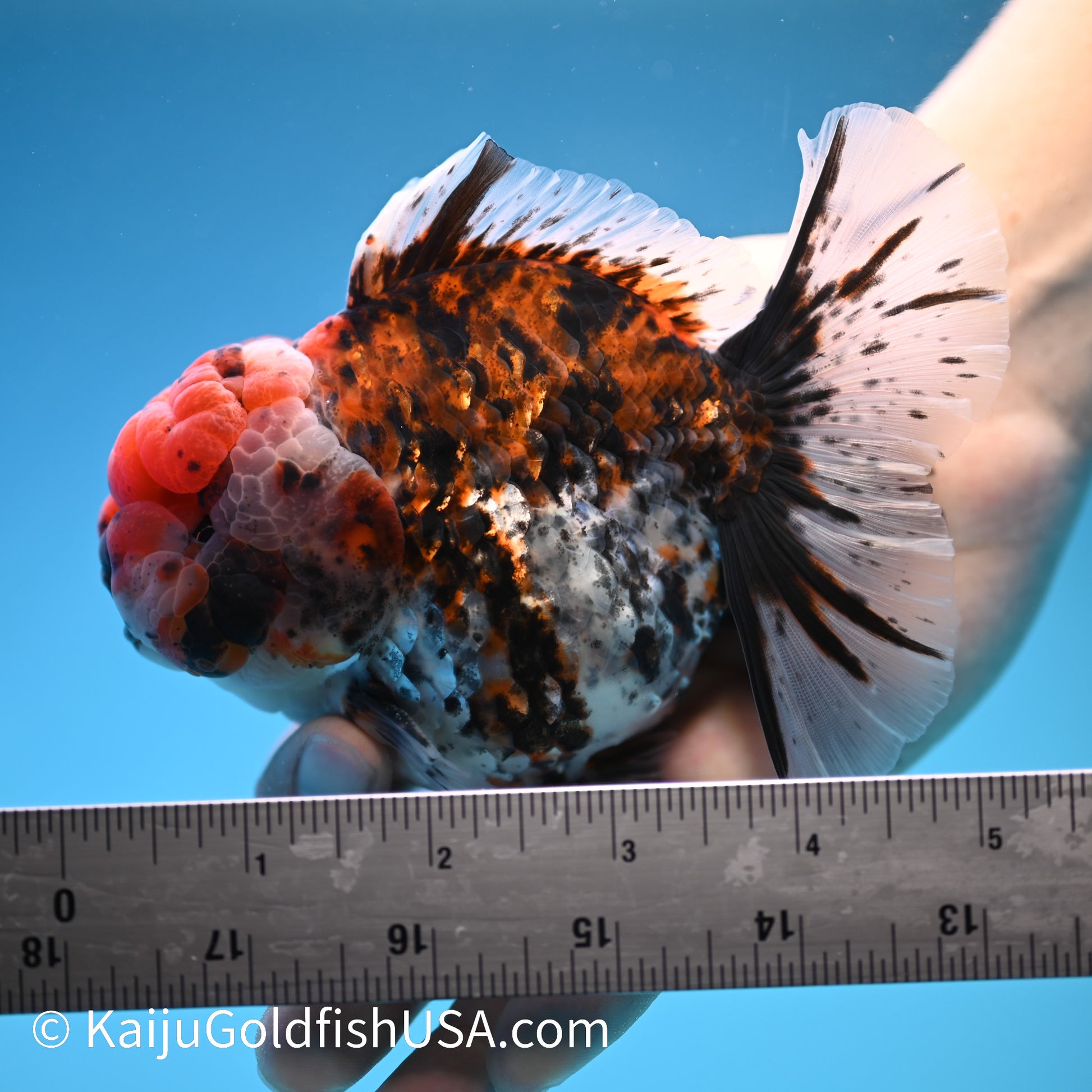 Tricolor Tiger Rose Tail YuanBao Oranda 4-4.5 inches (240308_OR08) - Kaiju Goldfish USA