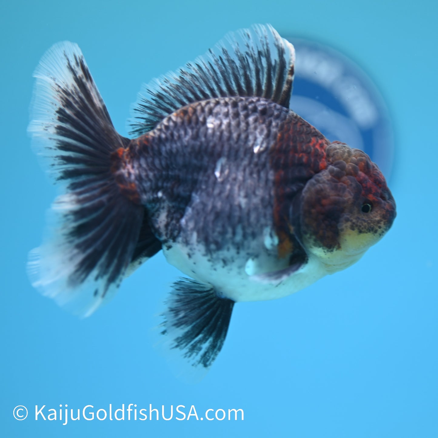 Kirin Rose Tail Oranda 5 inches (240405_OR08) - Kaiju Goldfish USA