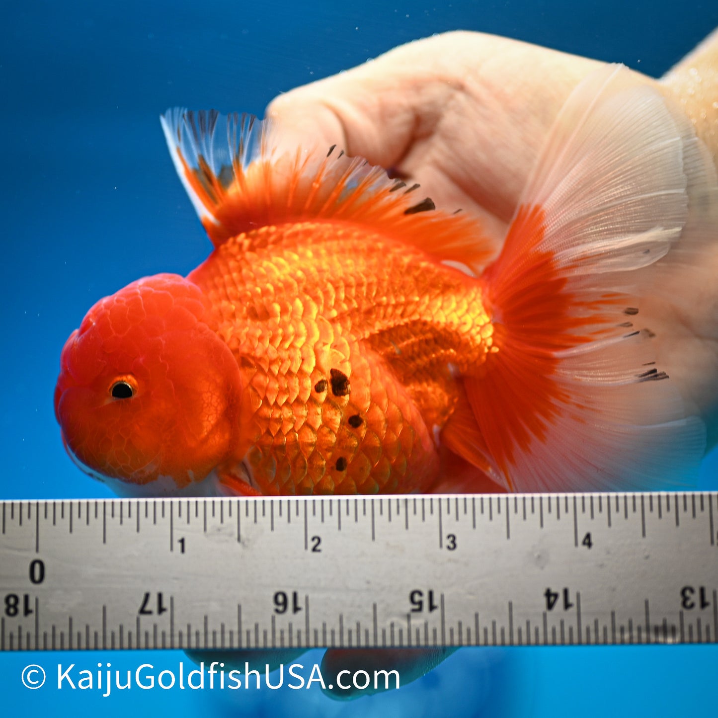 Rose Tail Red White Oranda 4-4.5 inches (240322_OR8) - Kaiju Goldfish USA