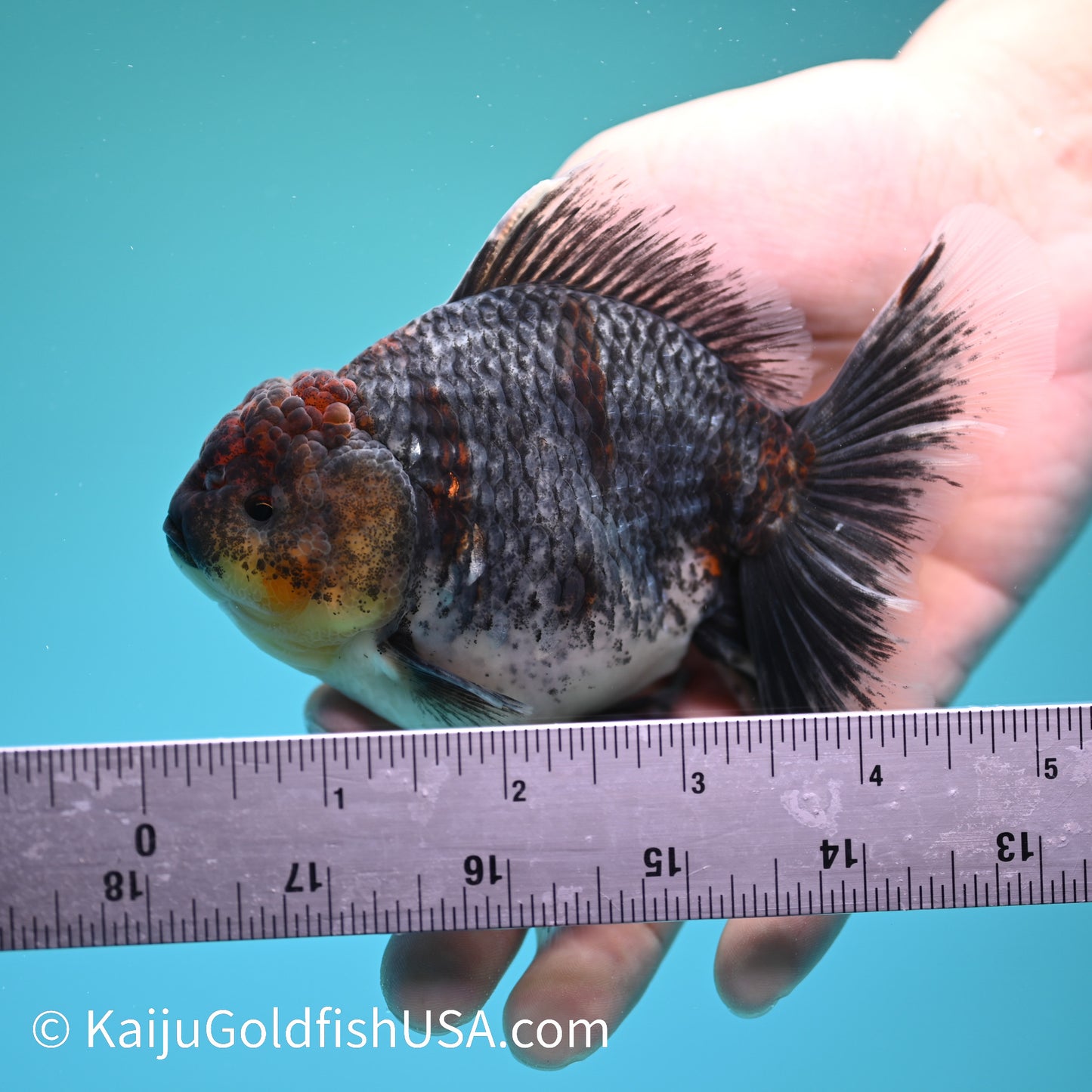 Kirin Rose Tail Oranda 5 inches (240405_OR08) - Kaiju Goldfish USA