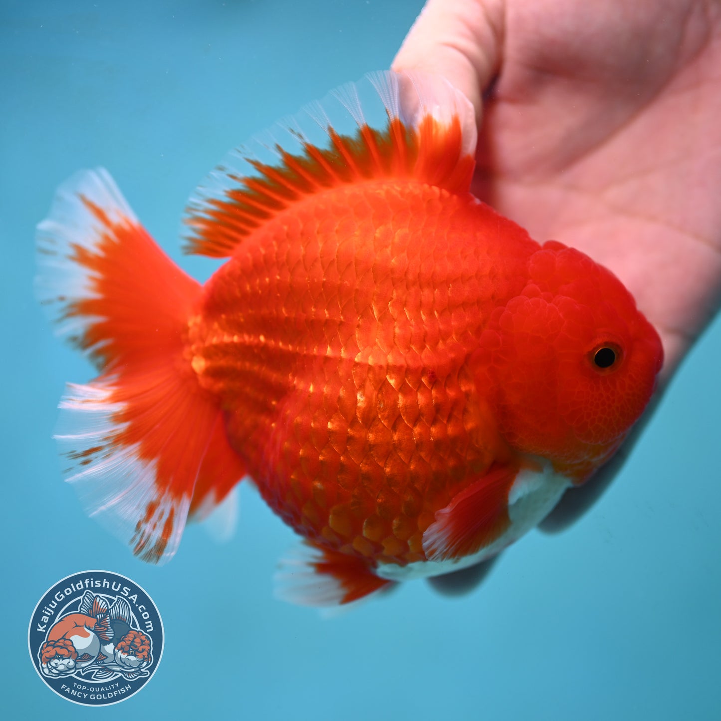 Red White Oranda inch 4.25 Body (250905_OR08)