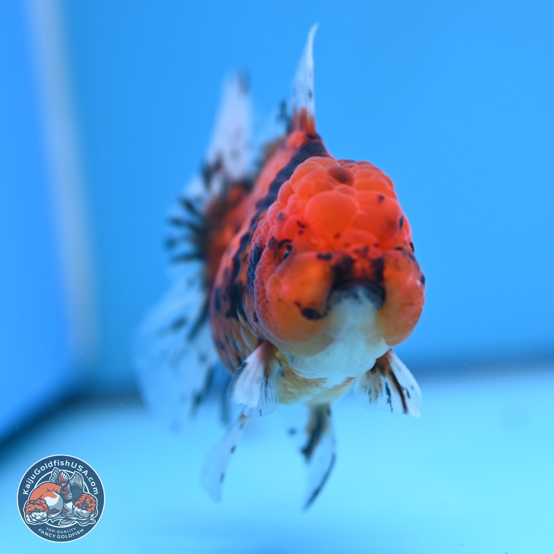 Shogun Tiger Rose Tail Oranda 3.75in Body (240802_OR09) - Kaiju Goldfish USA