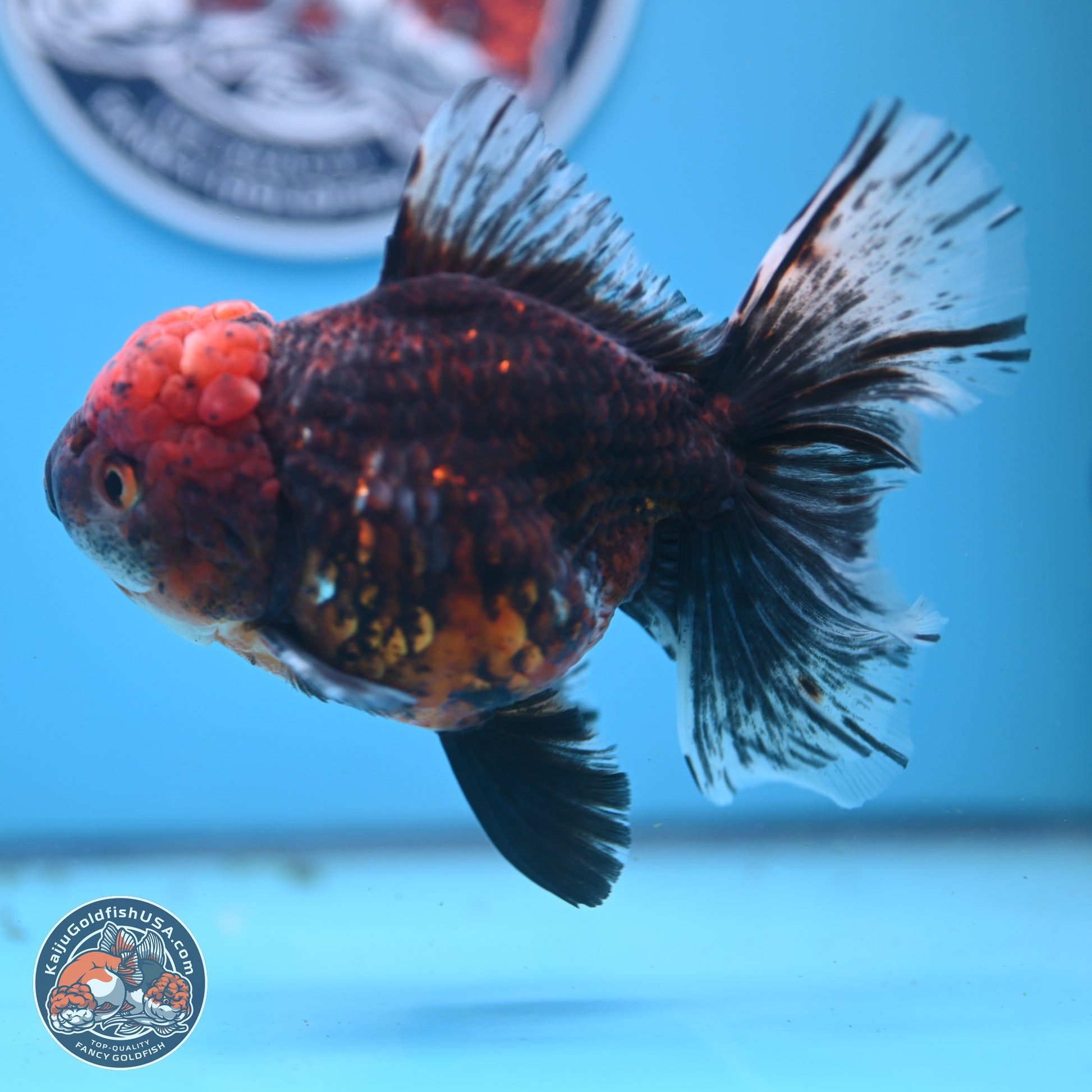 Red Kirin Rose Tail Oranda 6 inches - Female (241122_OR09) - Kaiju Goldfish USA