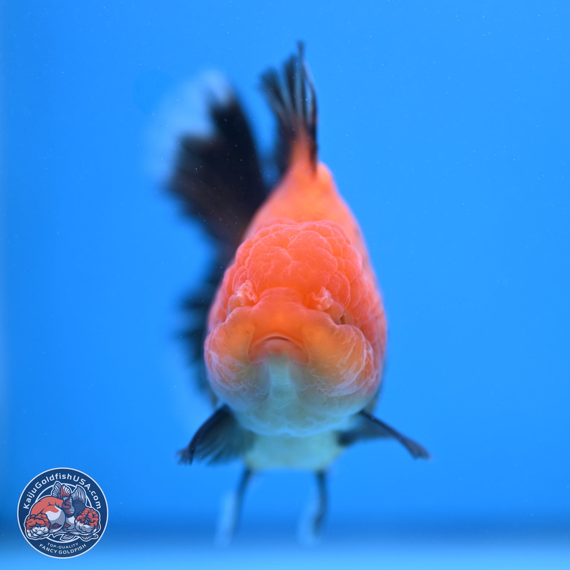 Apache Broad Tail Oranda 5 inches - Female (241115_OR09) - Kaiju Goldfish USA