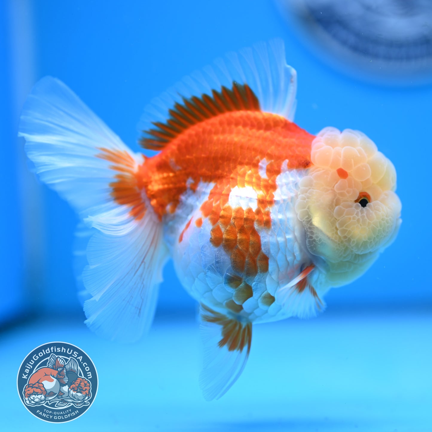 Red White Rose Tail Oranda 3.5 inches Body (250523_OR09)