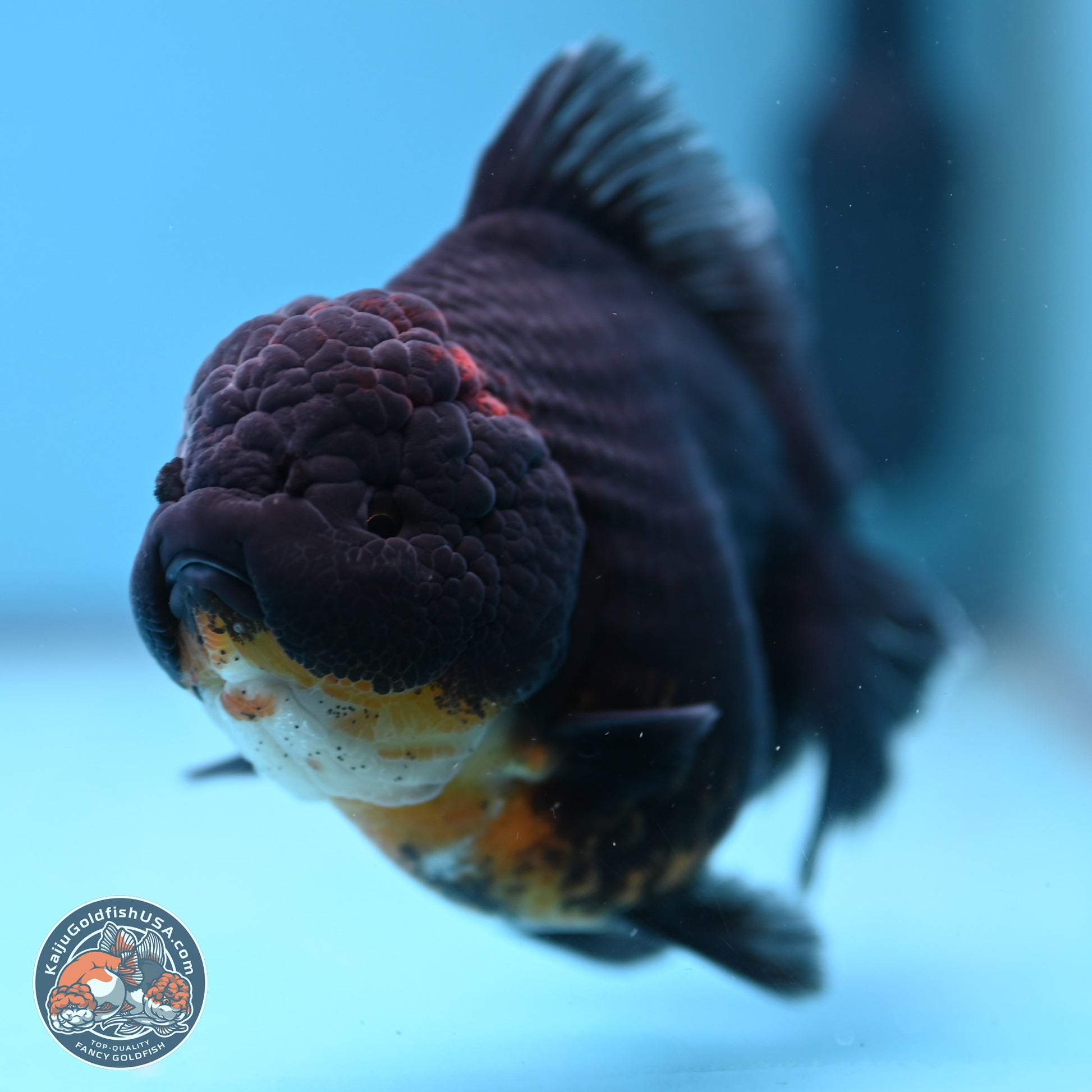 Kirin Rose Tail Oranda 5 inches (241025_OR9) - Kaiju Goldfish USA