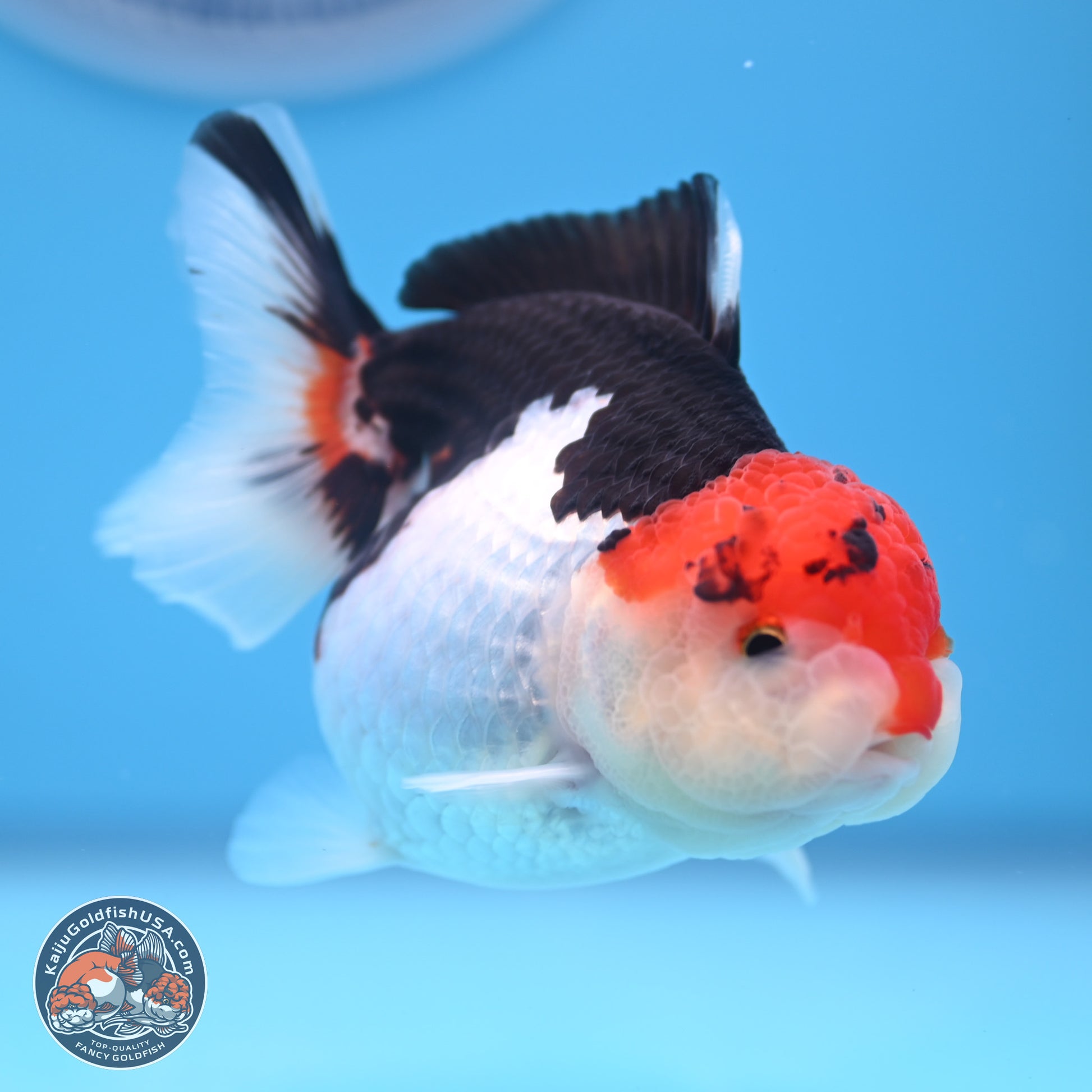 Tricolor Oranda 3.5-4.5 inches (240913_OR09) - Kaiju Goldfish USA