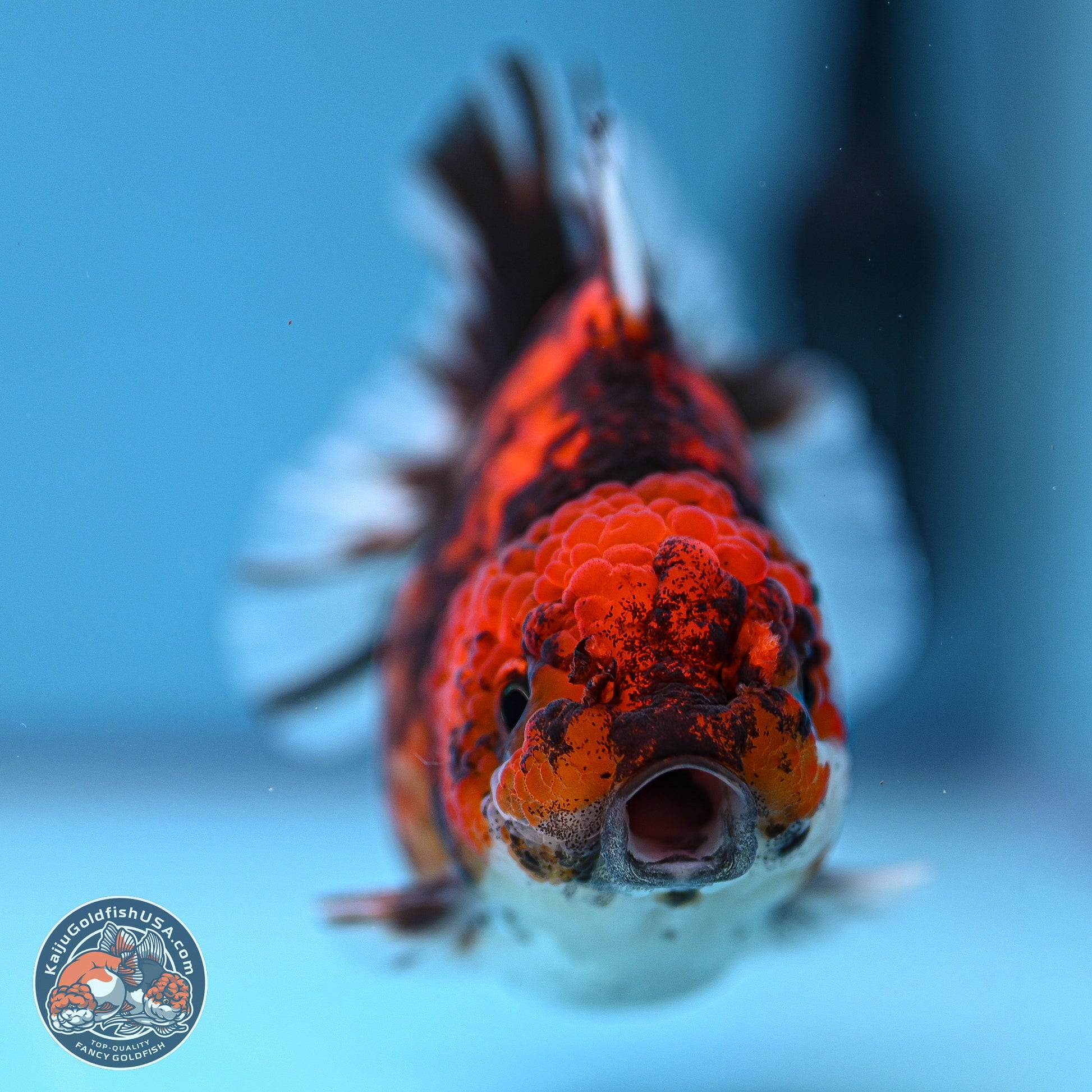 Tricolor Tiger YuanBao Oranda 3.5-4 inches (240920_OR09) - Kaiju Goldfish USA