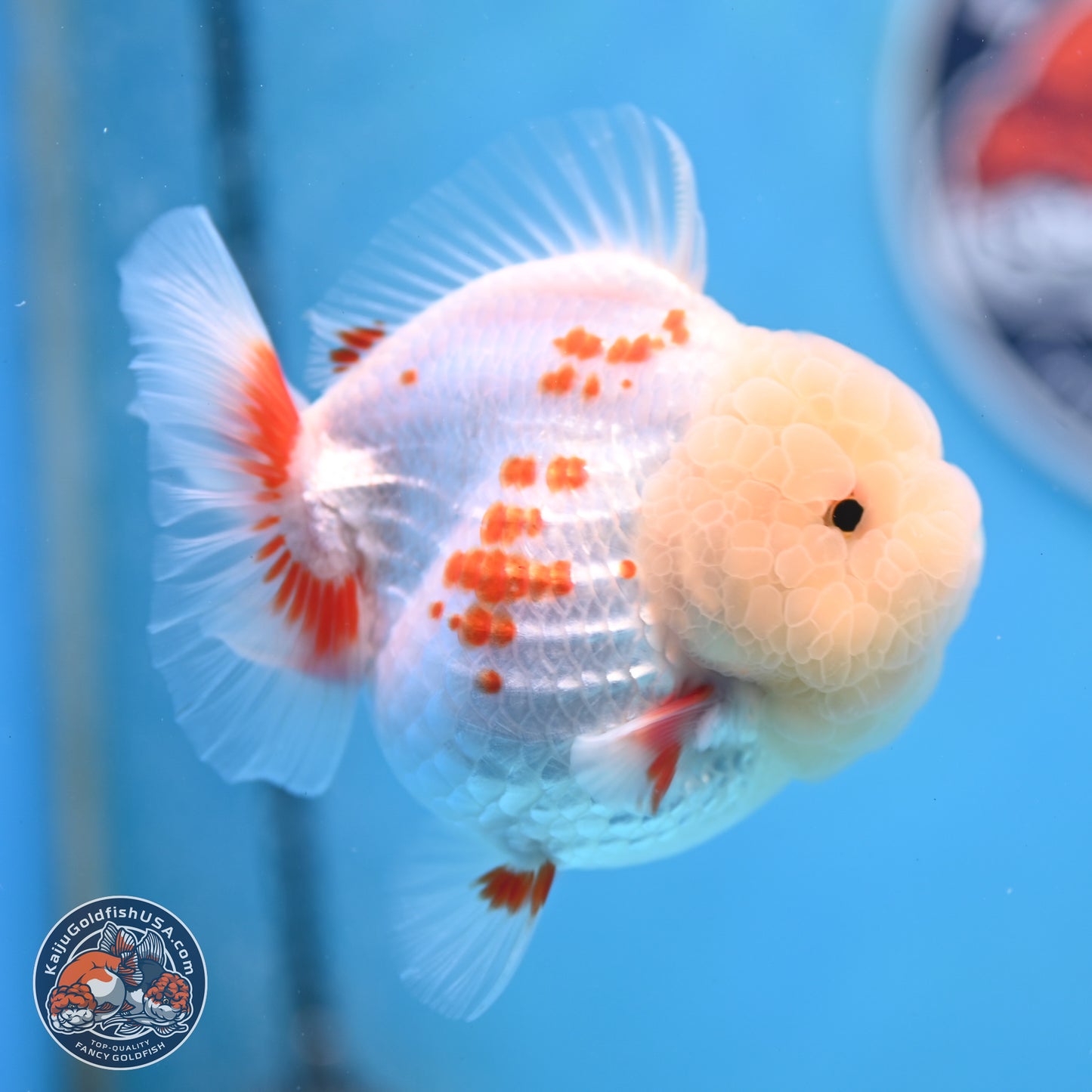 Jade Head Polkadot Red White YuanBao Oranda 3.5 inches Body - Female (250307_OR09)
