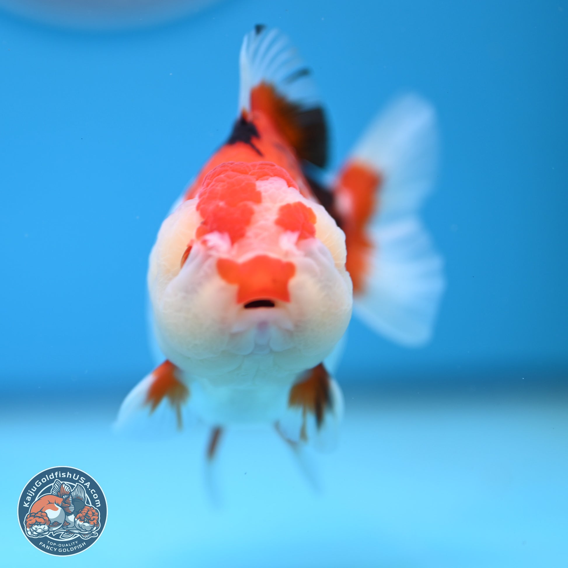 Tricolor Oranda 3.5-4.5 inches (241004_OR09) - Kaiju Goldfish USA