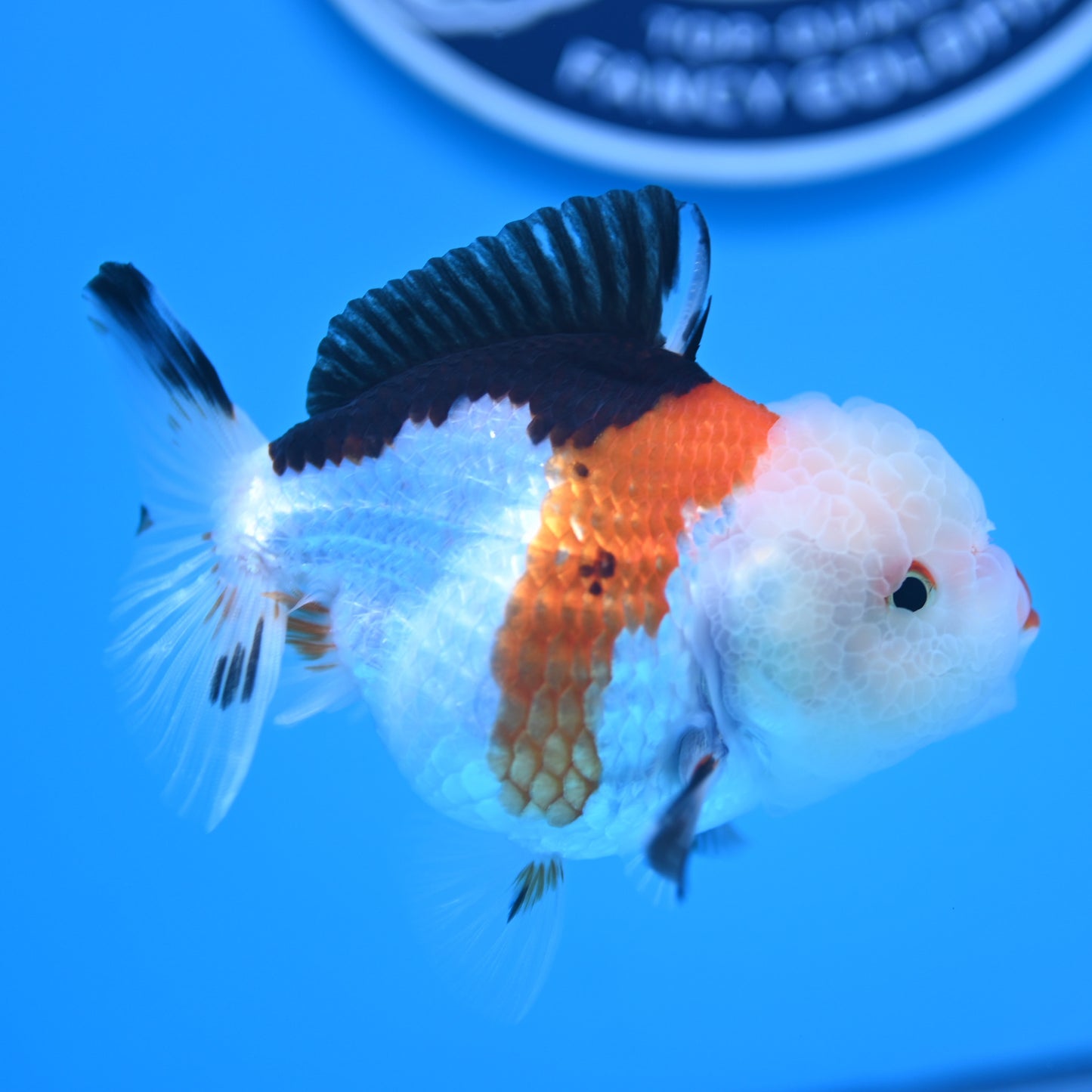 Tricolor Oranda 3.5-4 inches (241011_OR09) - Kaiju Goldfish USA