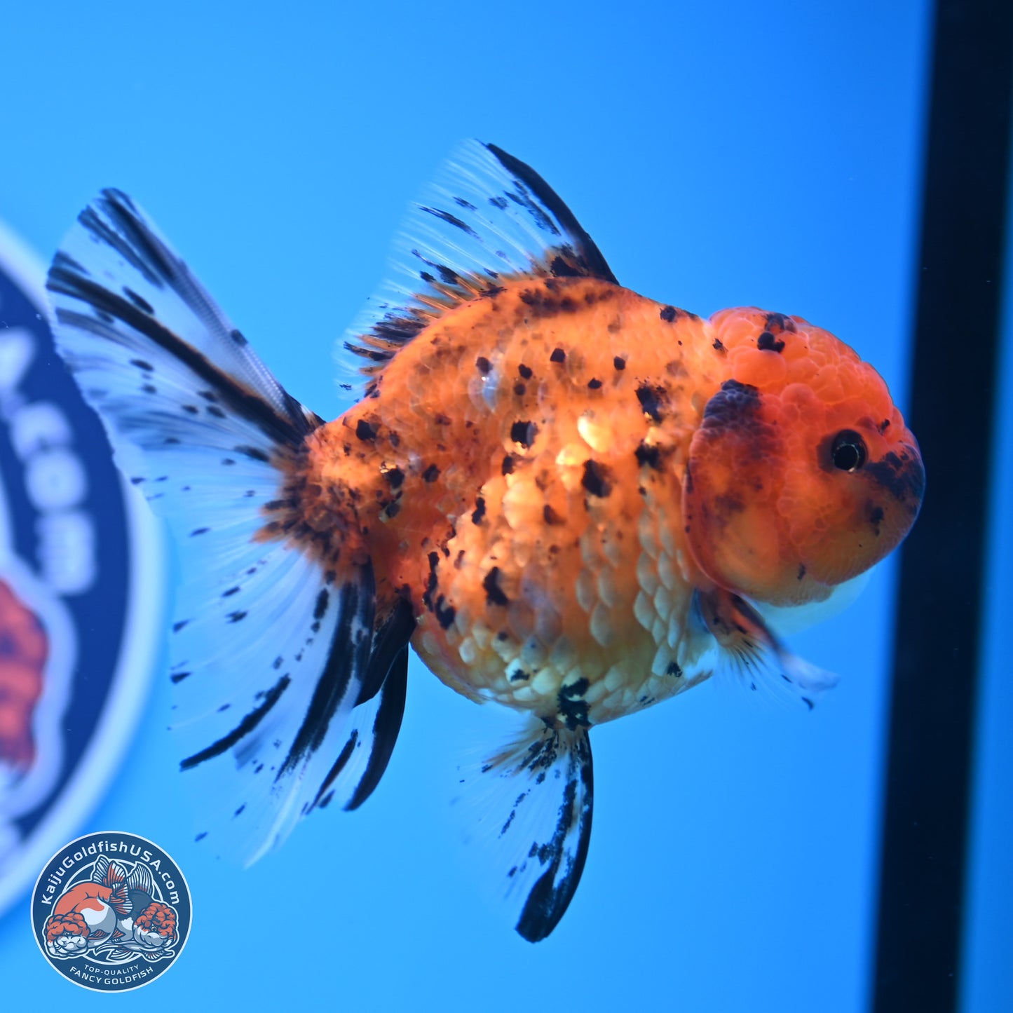 Shogun Tricolor Rose Tail Oranda 3.5in Body (240816_OR09) - Kaiju Goldfish USA