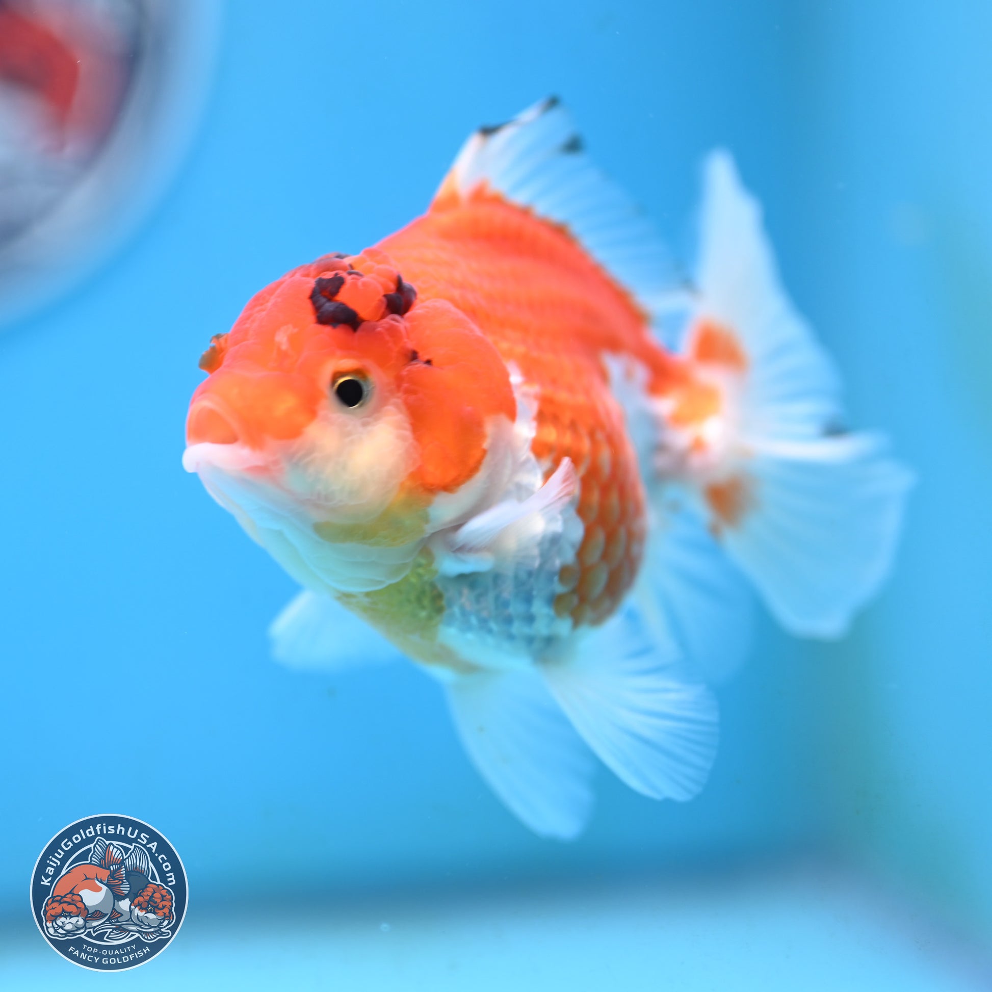 Red White YuanBao Oranda 3.5 inches Body - Female (250117_OR09) - Kaiju Goldfish USA