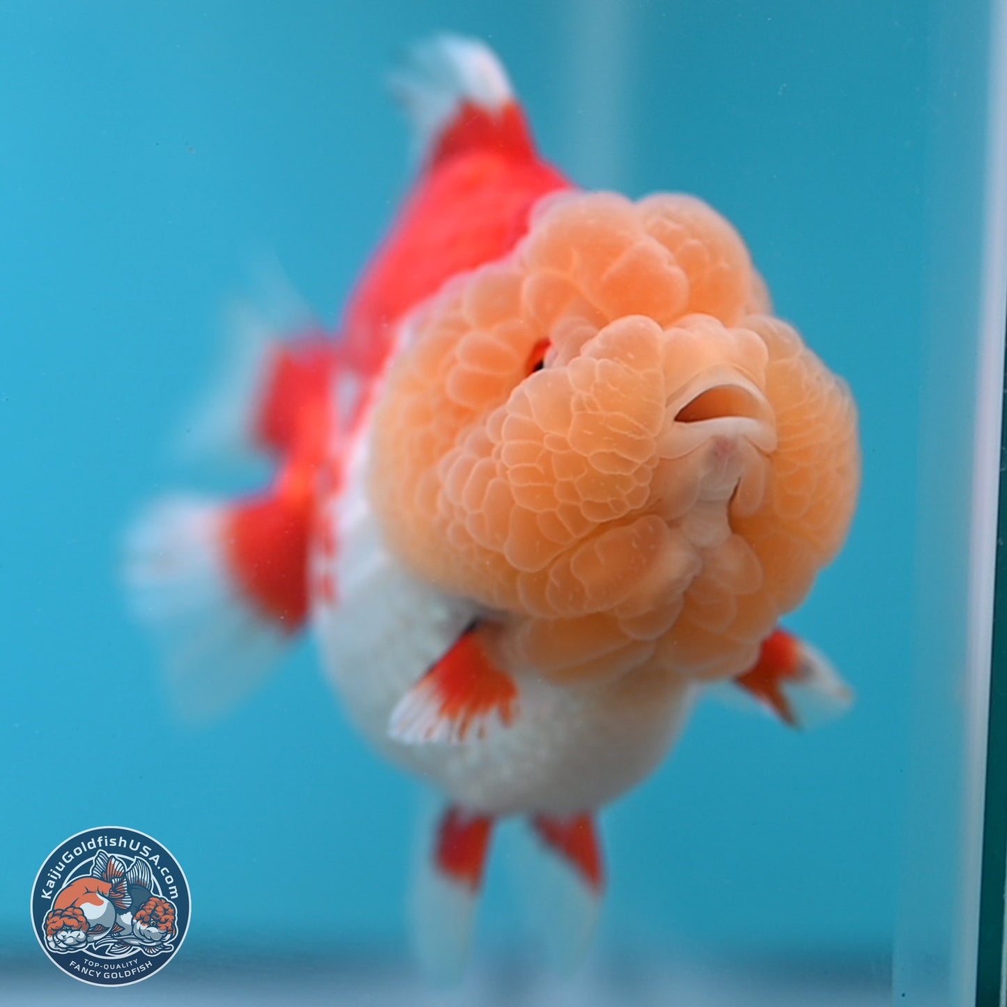 Jade Head Red White YuanBao Oranda 4 inches Body - Female (250131_OR09)