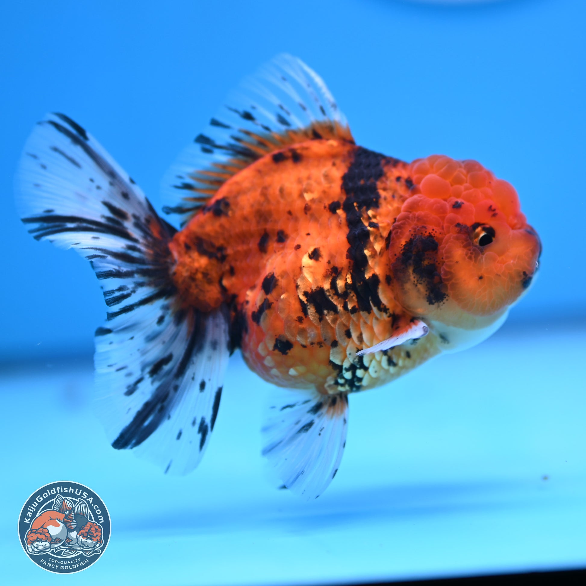 Shogun Tiger Rose Tail Oranda 3.75in Body (240802_OR09) - Kaiju Goldfish USA