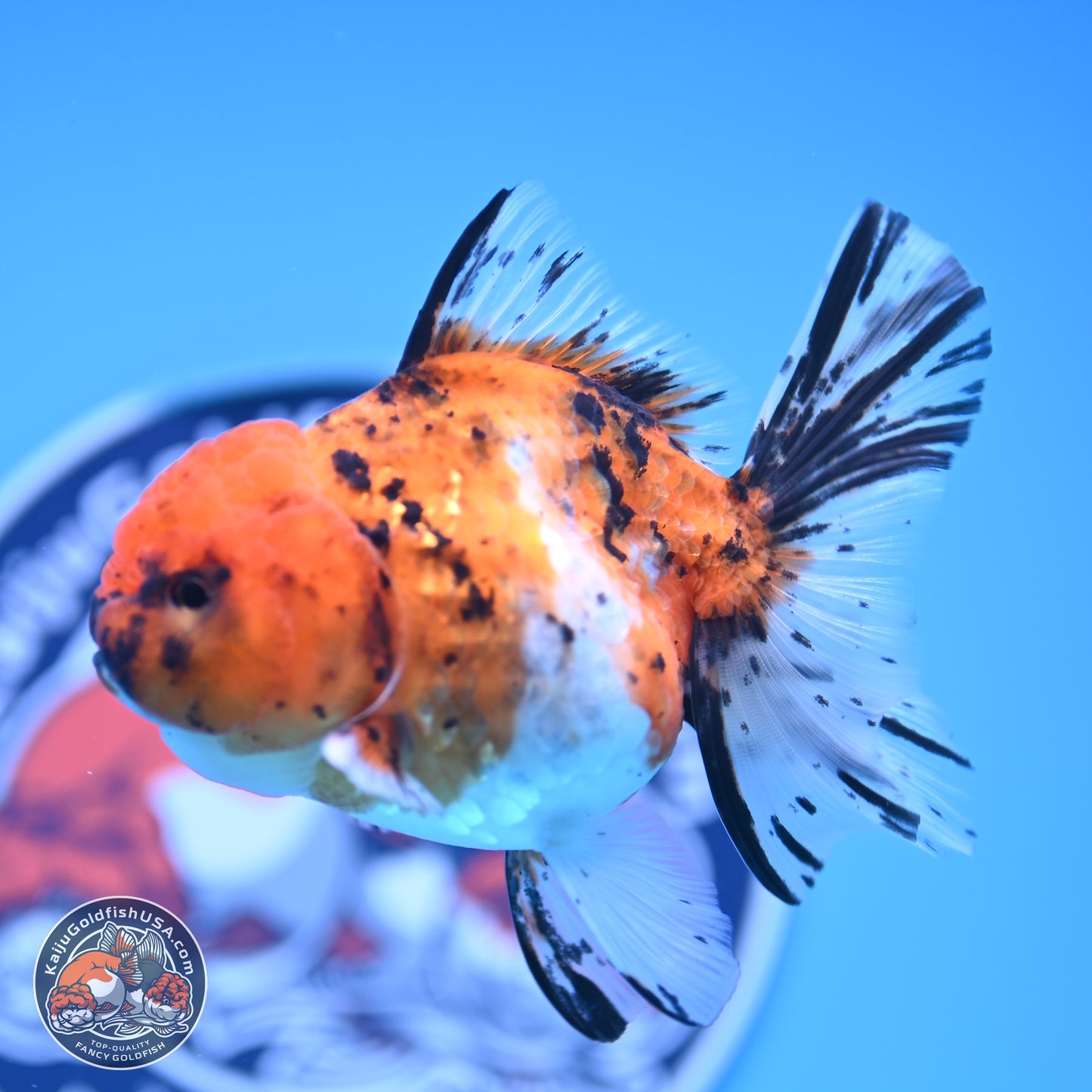 Shogun Tricolor Rose Tail Oranda 3.5in Body (240816_OR09) - Kaiju Goldfish USA