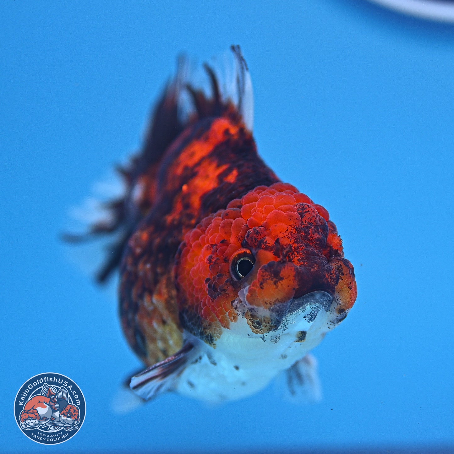 Tricolor Tiger YuanBao Oranda 3.5-4 inches (240920_OR09) - Kaiju Goldfish USA