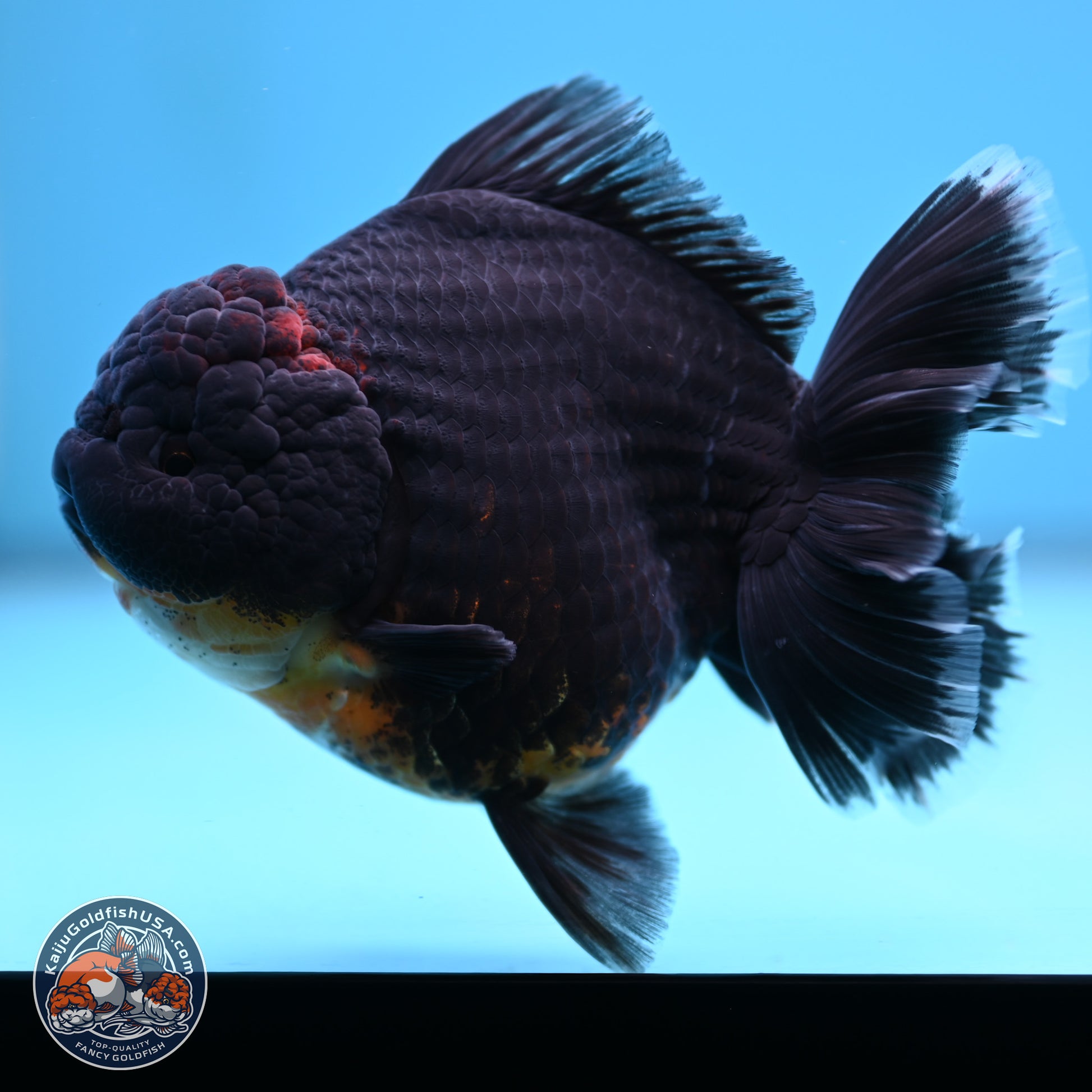 Kirin Rose Tail Oranda 5 inches (241025_OR9) - Kaiju Goldfish USA