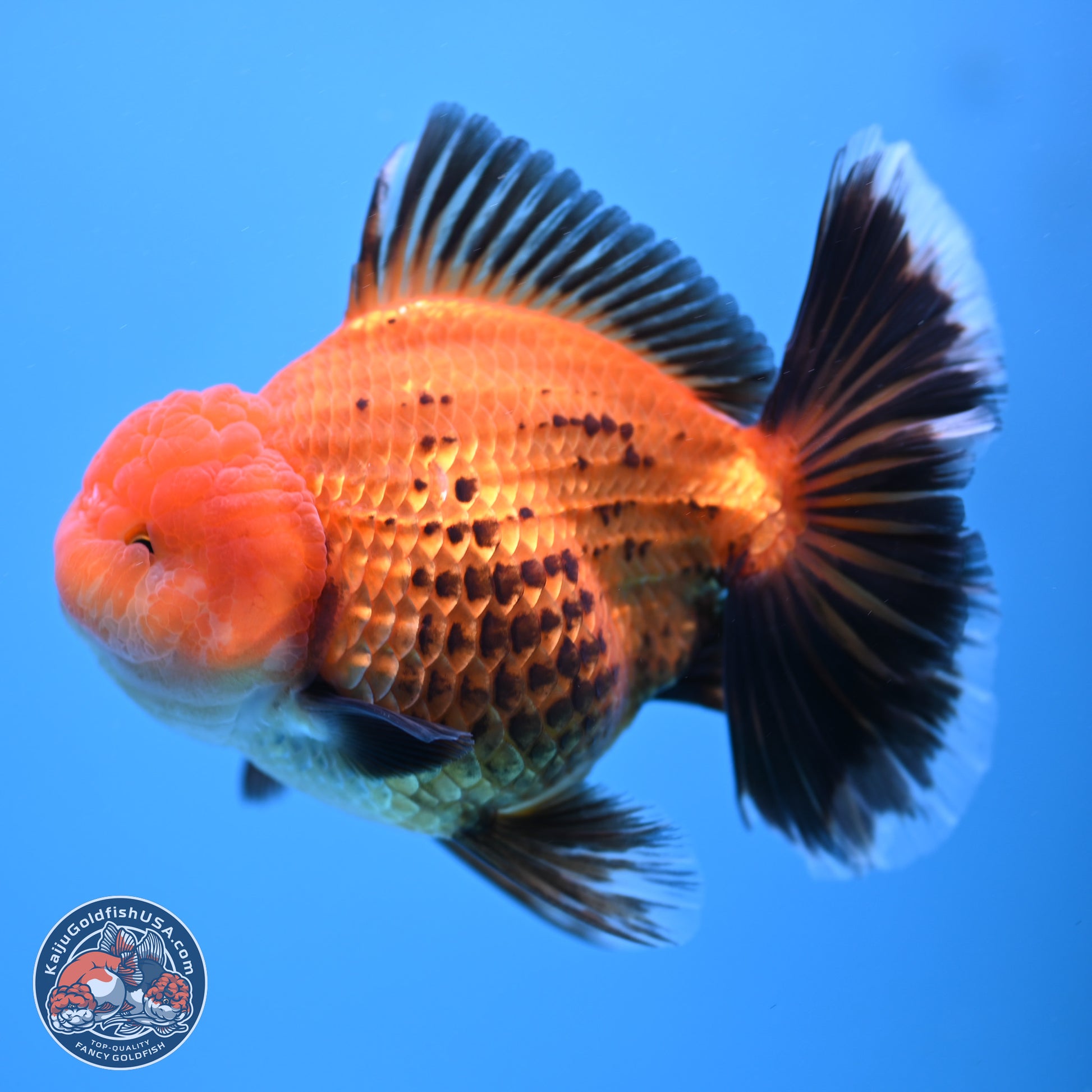 Apache Broad Tail Oranda 5 inches - Female (241115_OR09) - Kaiju Goldfish USA