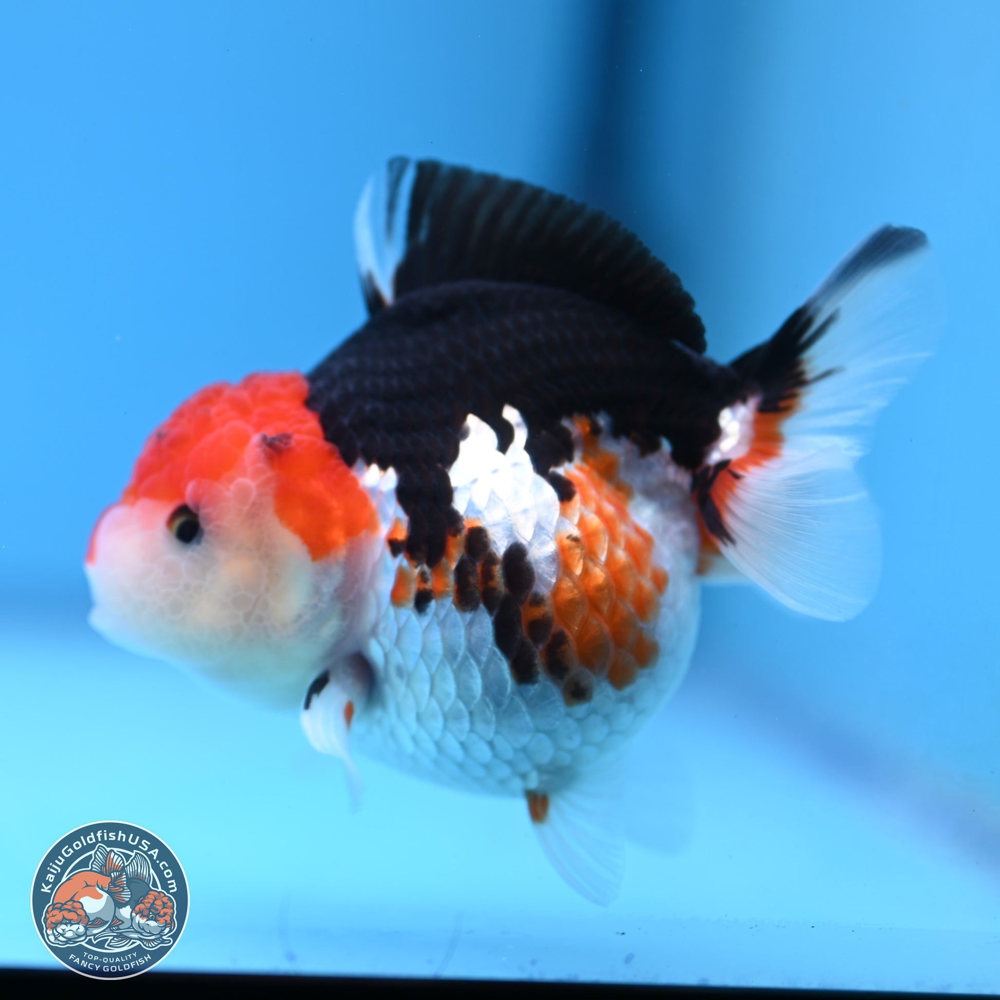 Tricolor Oranda 3.5-4.5 inches (240913_OR09) - Kaiju Goldfish USA