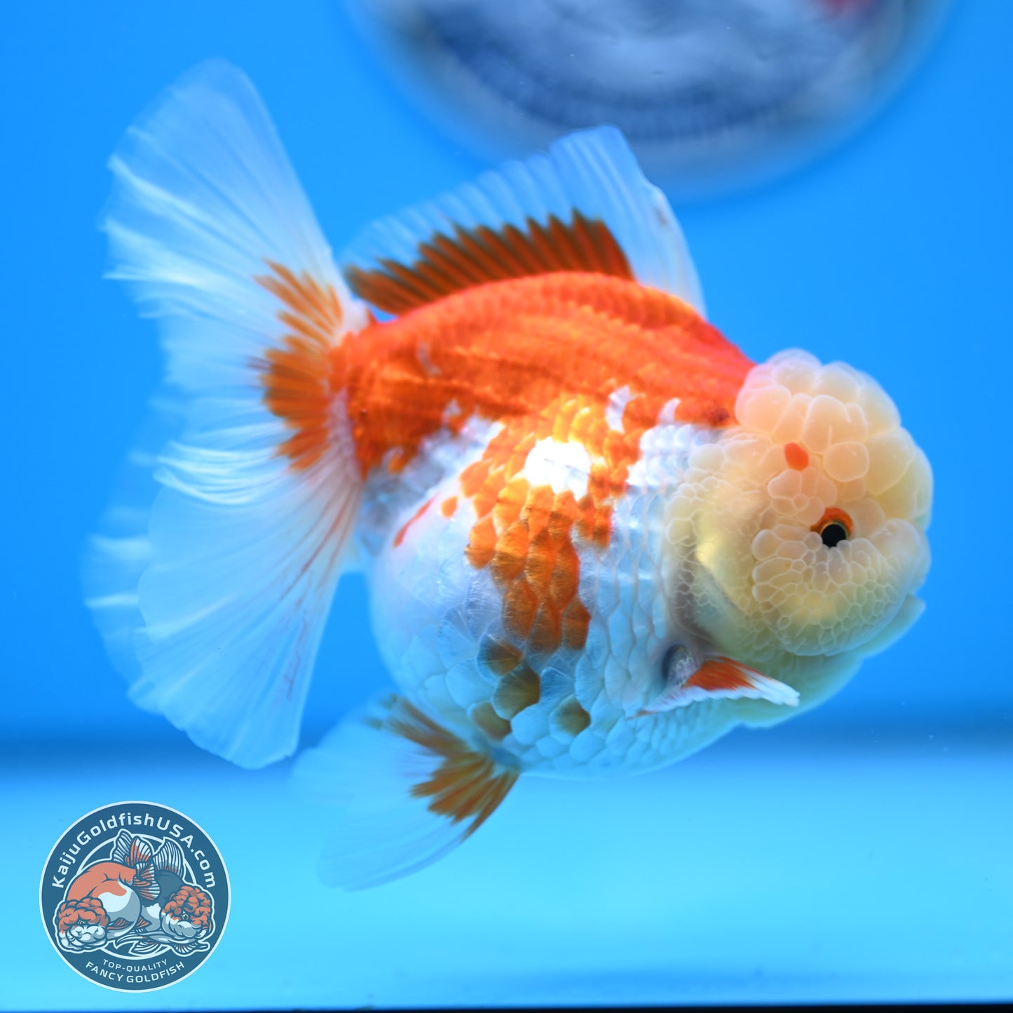Red White Rose Tail Oranda 3.5 inches Body (250523_OR09)