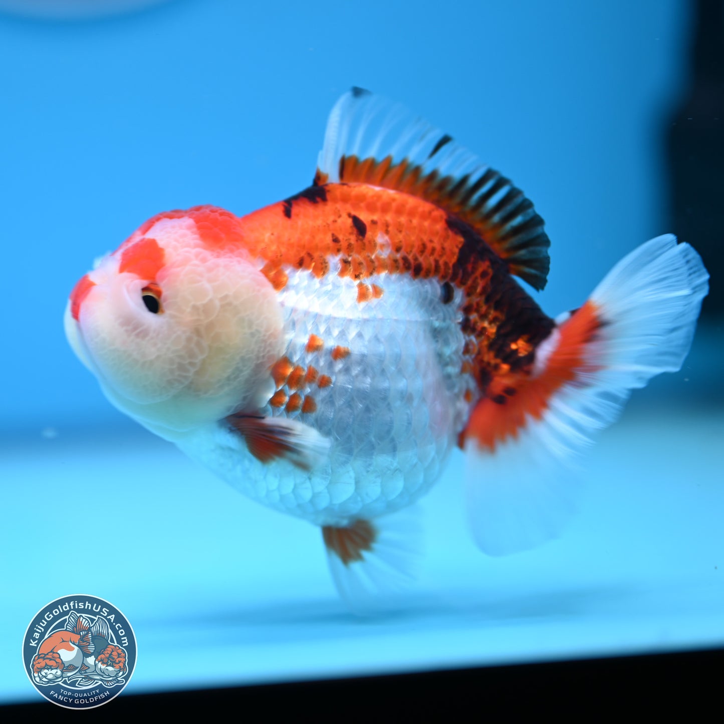 Tricolor Oranda 3.5-4.5 inches (241004_OR09) - Kaiju Goldfish USA