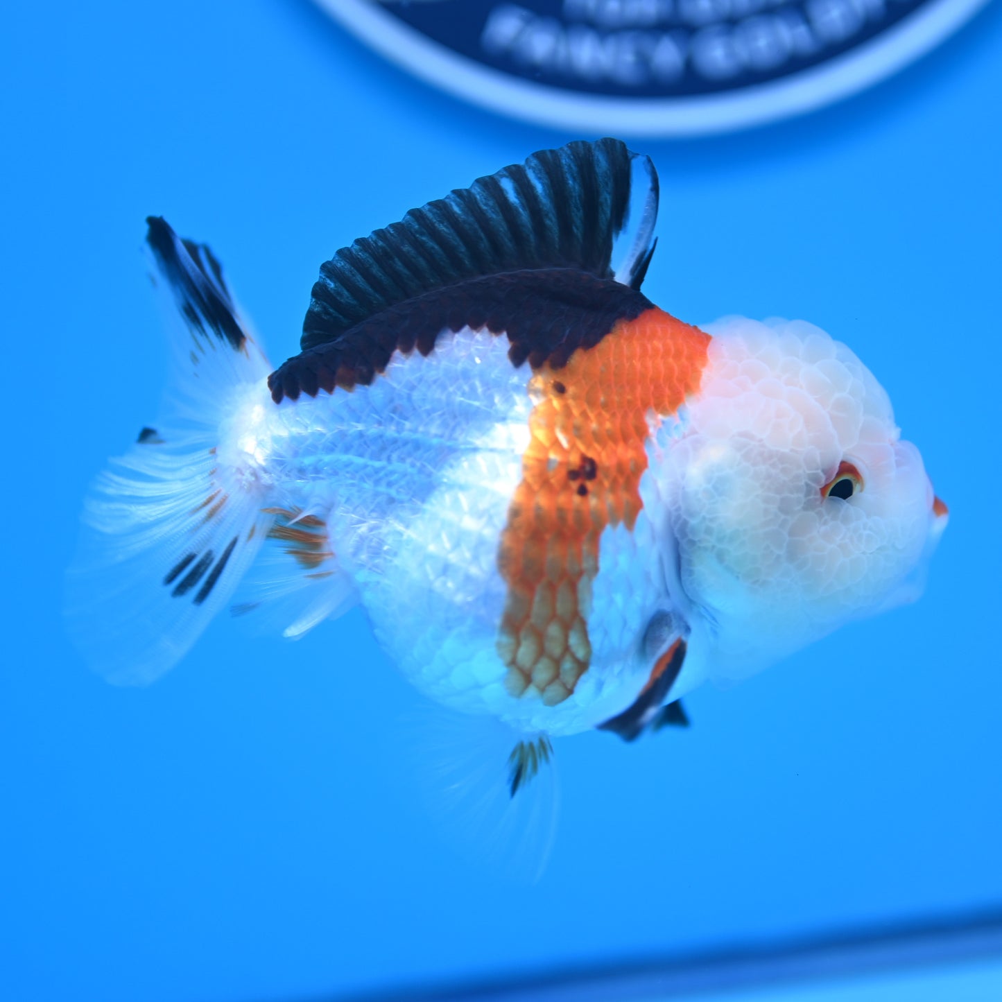 Tricolor Oranda 3.5-4 inches (241011_OR09) - Kaiju Goldfish USA