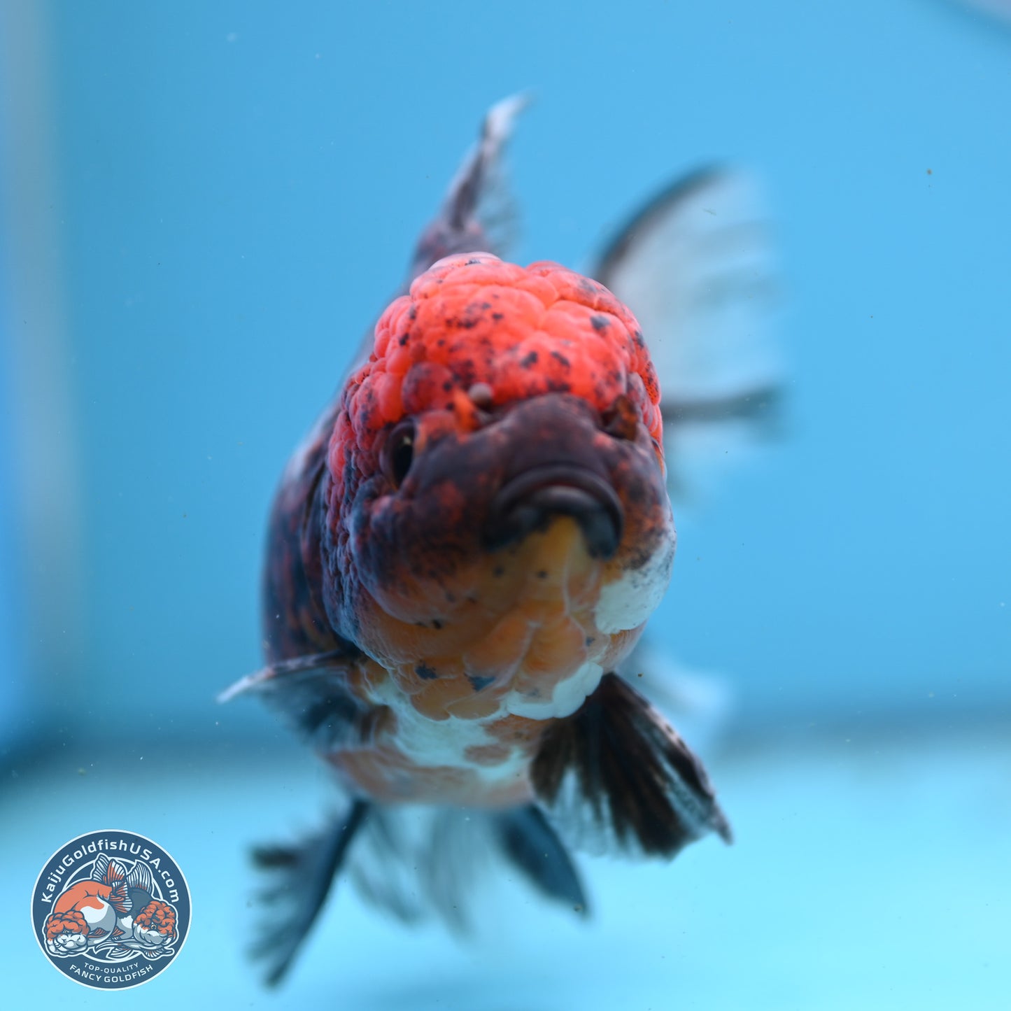 Red Kirin Rose Tail Oranda 6 inches - Female (241122_OR09) - Kaiju Goldfish USA