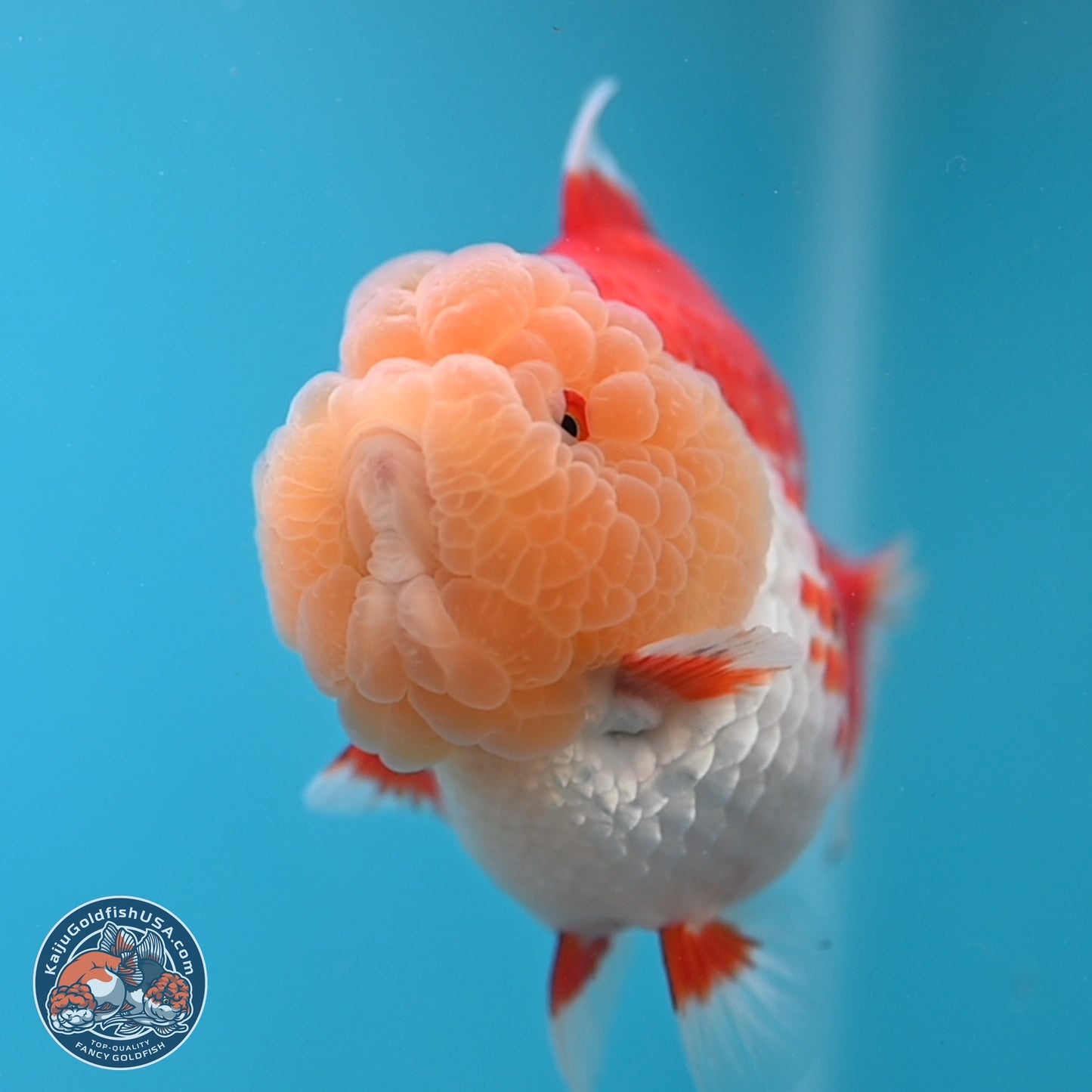 Jade Head Red White YuanBao Oranda 4 inches Body - Female (250131_OR09)