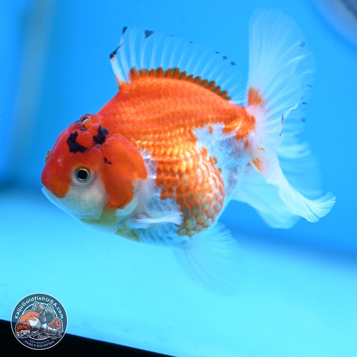 Red White YuanBao Oranda 3.5 inches Body - Female (250117_OR09) - Kaiju Goldfish USA