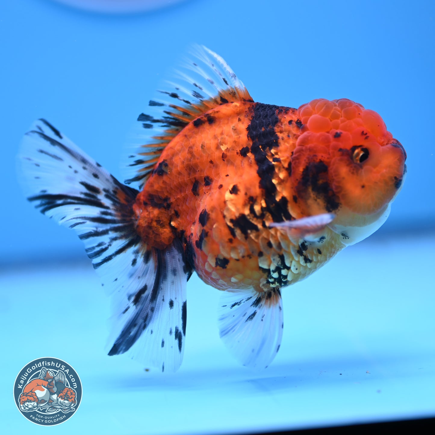 Shogun Tiger Rose Tail Oranda 3.75in Body (240802_OR09) - Kaiju Goldfish USA