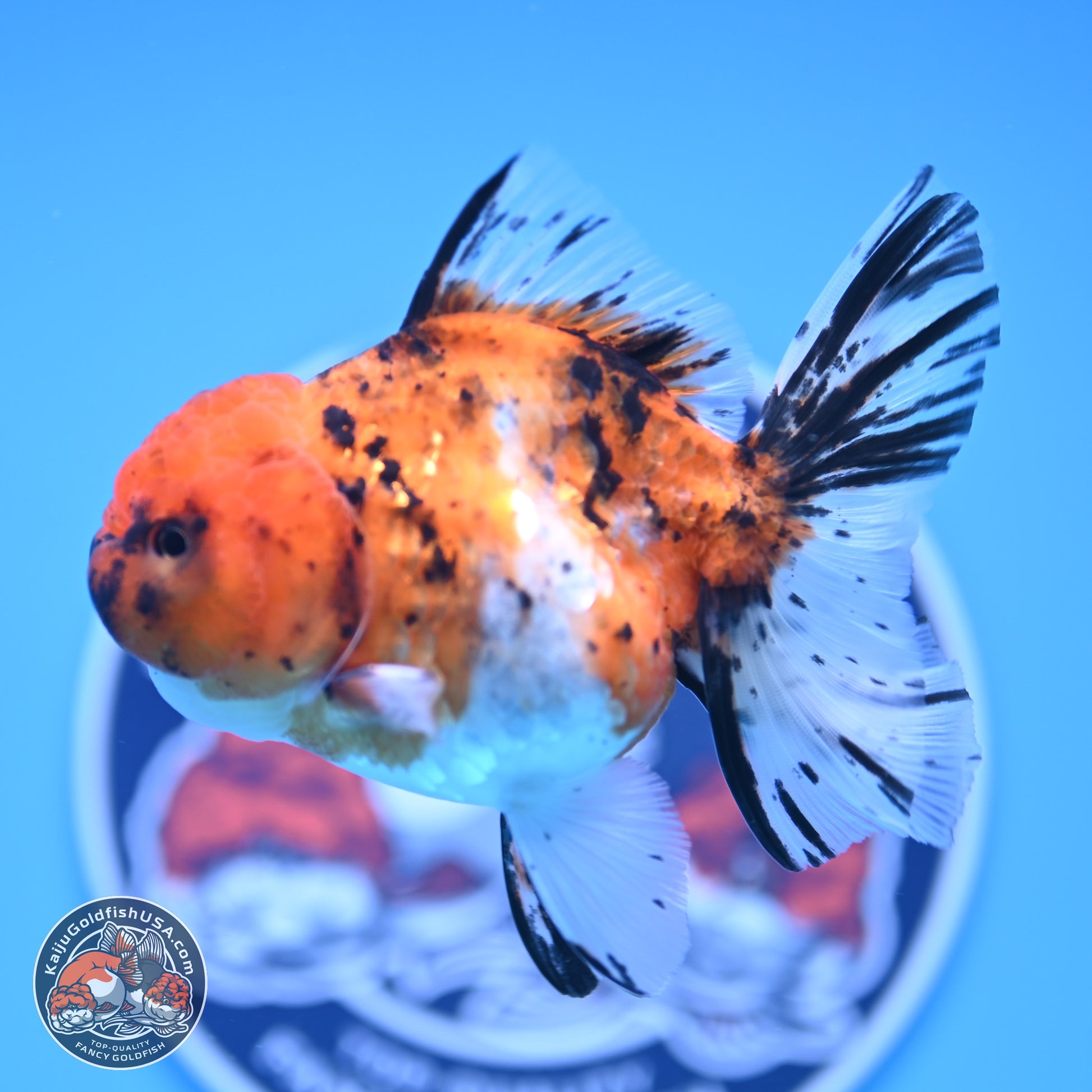 Shogun Tricolor Rose Tail Oranda 3.5in Body (240816_OR09) - Kaiju Goldfish USA