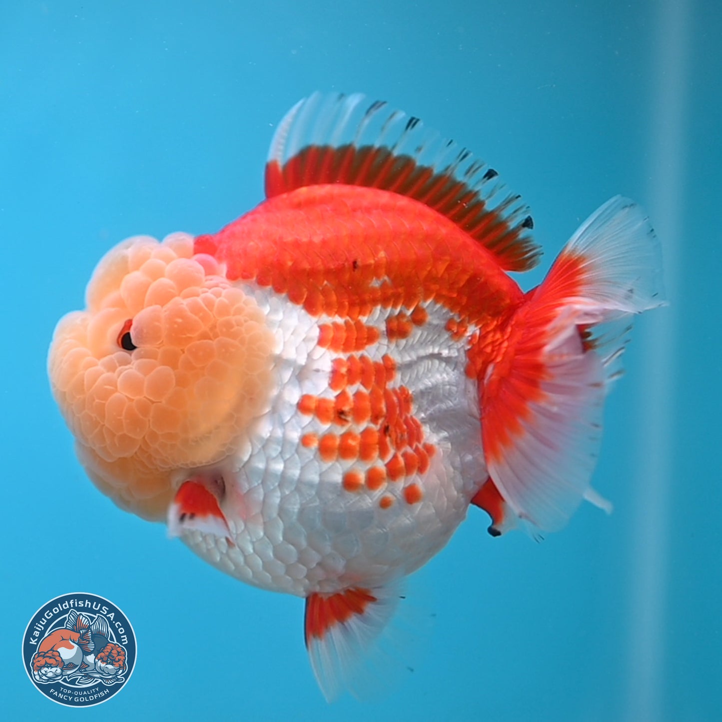 Jade Head Red White YuanBao Oranda 4 inches Body - Female (250131_OR09)