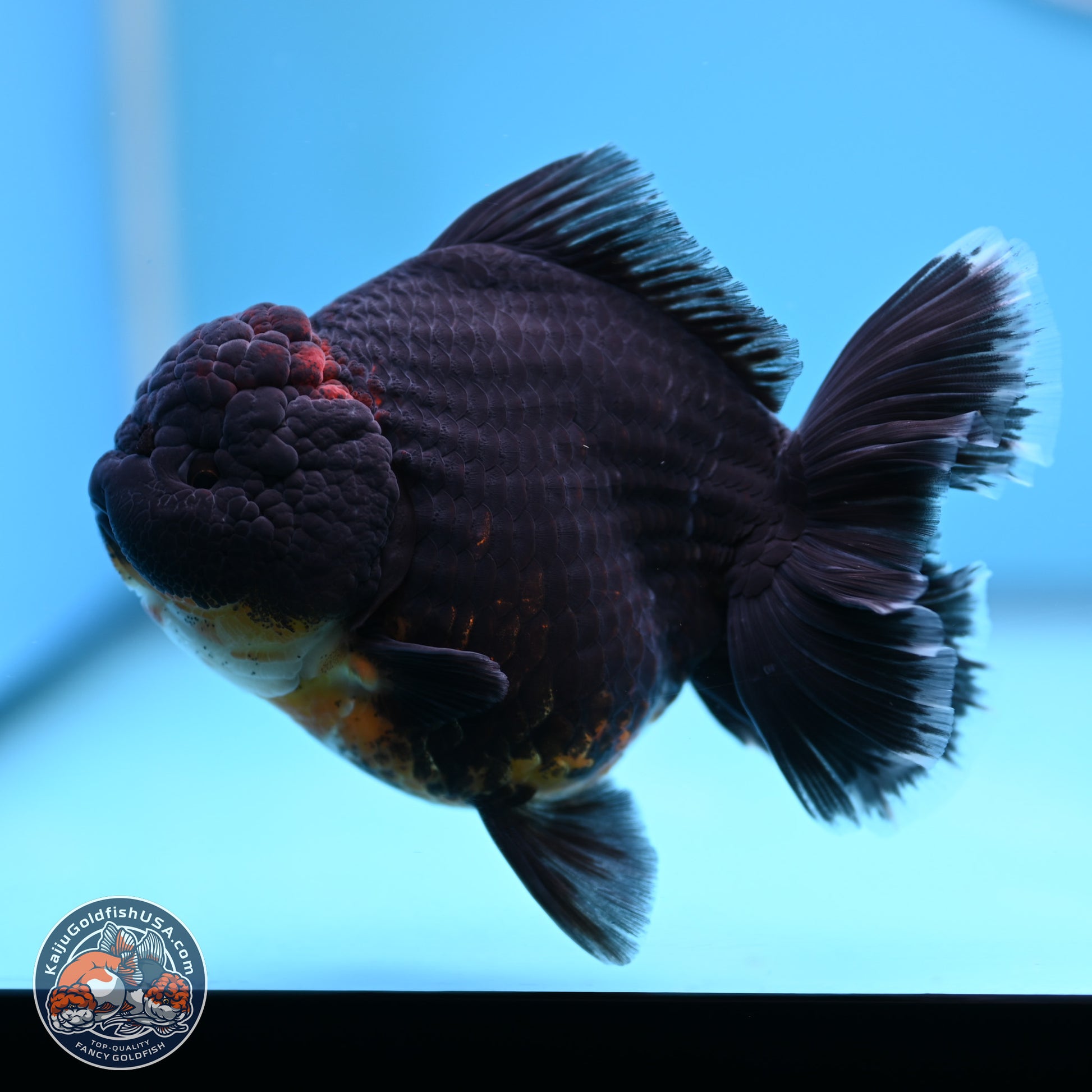 Kirin Rose Tail Oranda 5 inches (241025_OR9) - Kaiju Goldfish USA