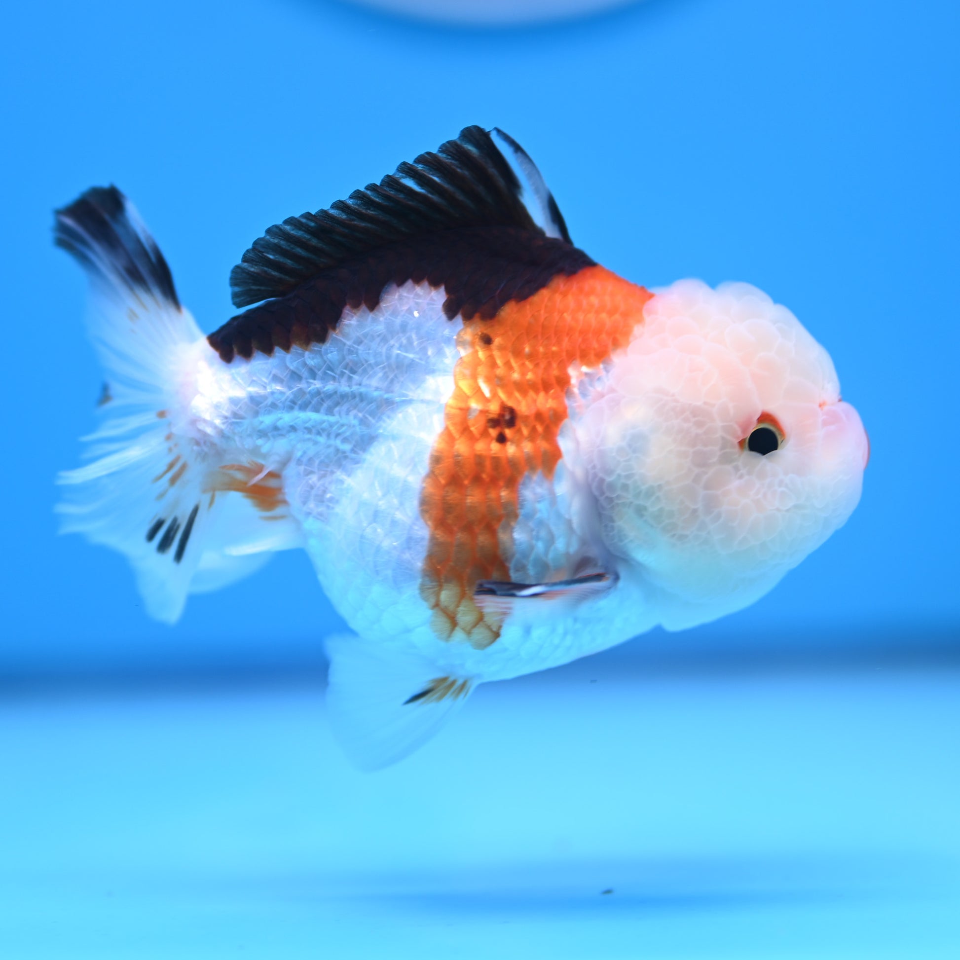 Tricolor Oranda 3.5-4 inches (241011_OR09) - Kaiju Goldfish USA