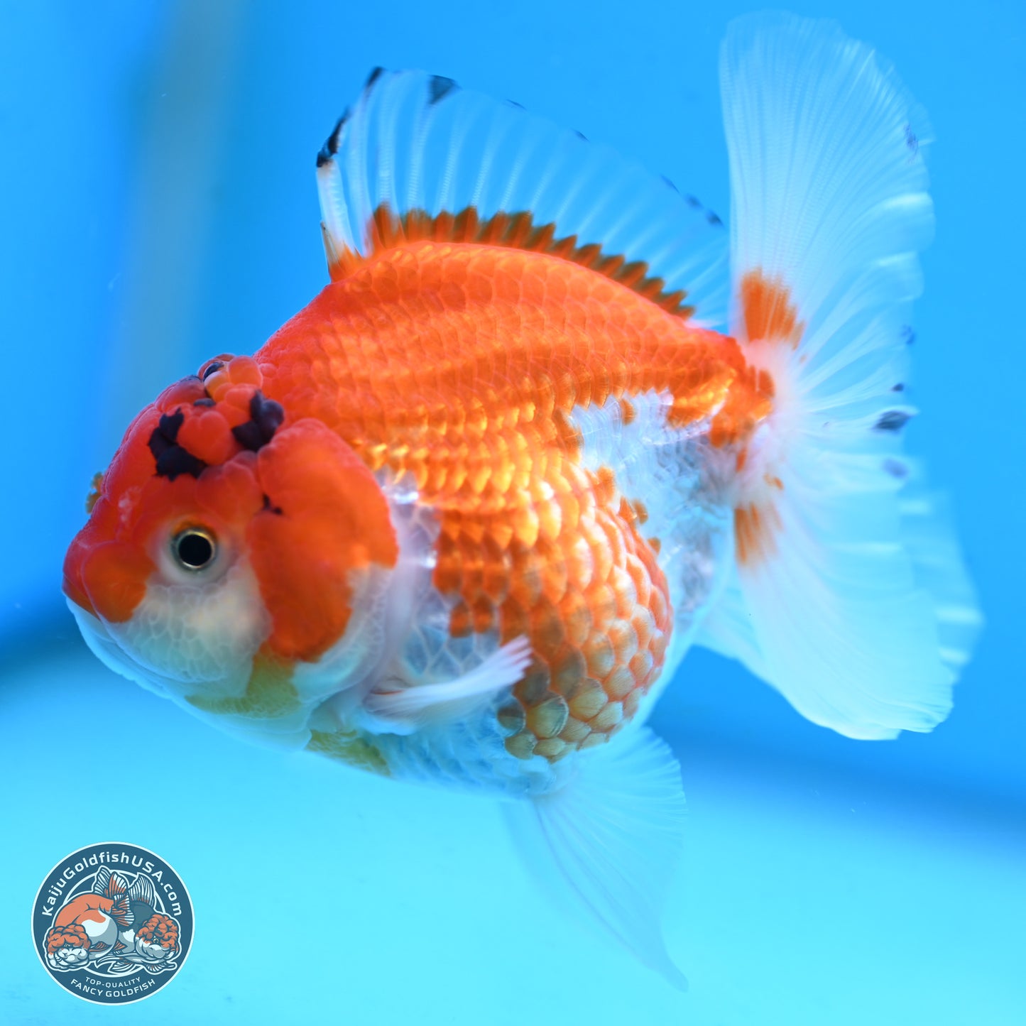 Red White YuanBao Oranda 3.5 inches Body - Female (250117_OR09) - Kaiju Goldfish USA