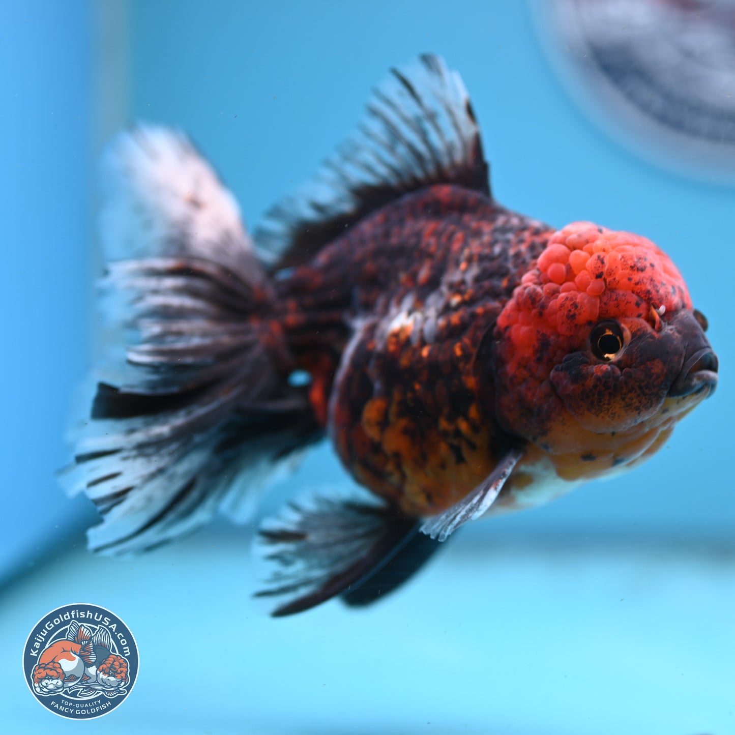 Red Kirin Rose Tail Oranda 6 inches - Female (241122_OR09) - Kaiju Goldfish USA