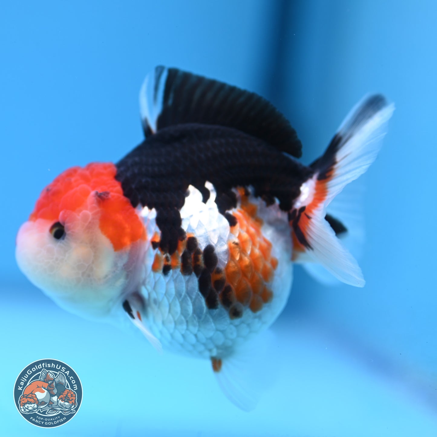 Tricolor Oranda 3.5-4.5 inches (240913_OR09) - Kaiju Goldfish USA