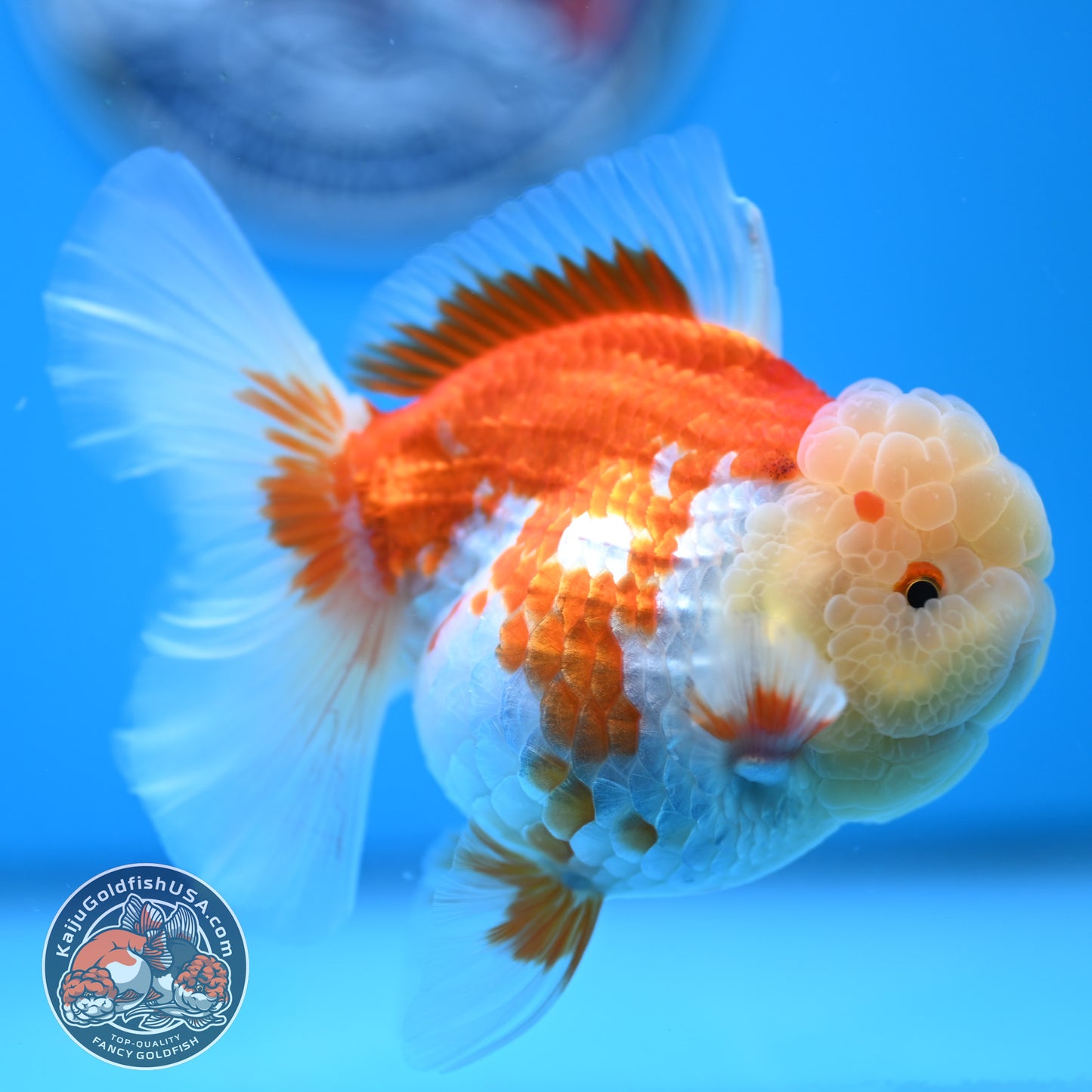 Red White Rose Tail Oranda 3.5 inches Body (250523_OR09)