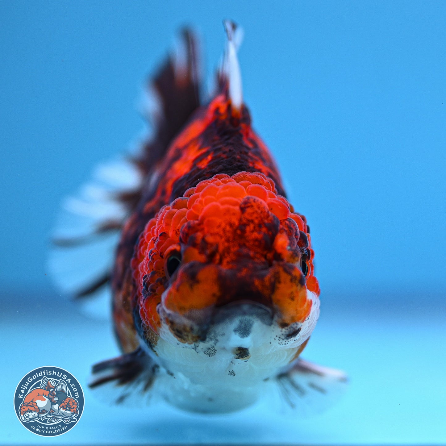 Tricolor Tiger YuanBao Oranda 3.5-4 inches (240920_OR09) - Kaiju Goldfish USA